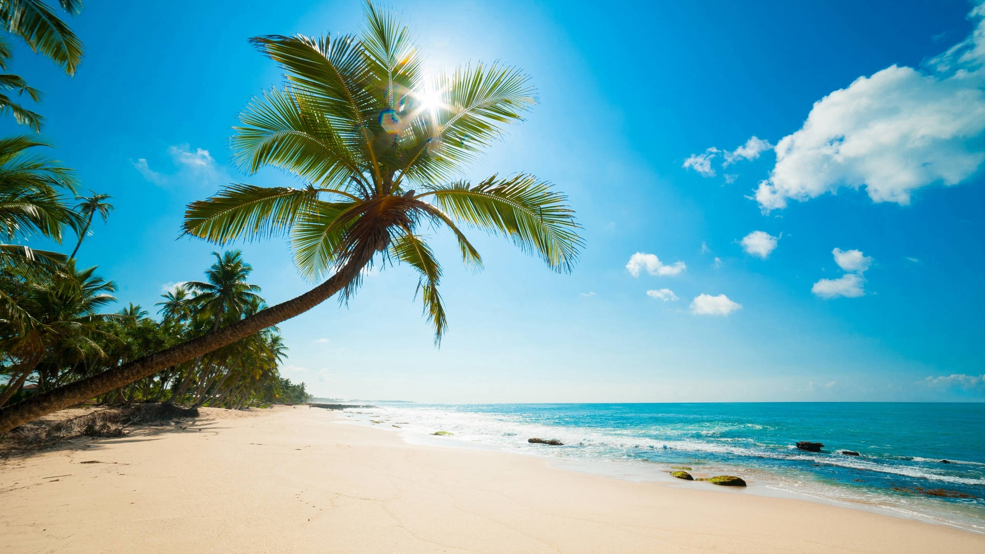 Sunny Beach With Coconut Tree Background