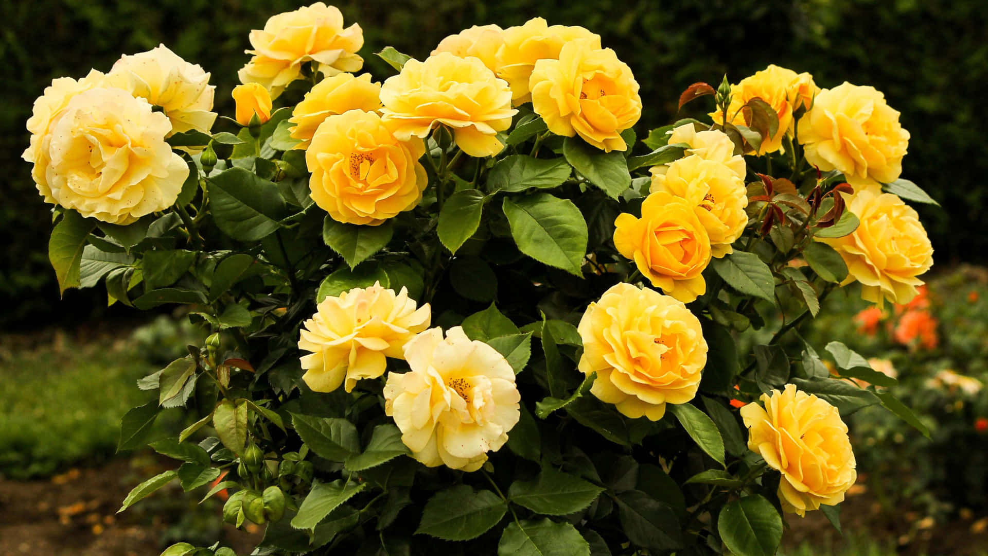 Sunny Blooms: An Aesthetic Yellow Flower Desktop Wallpaper Background