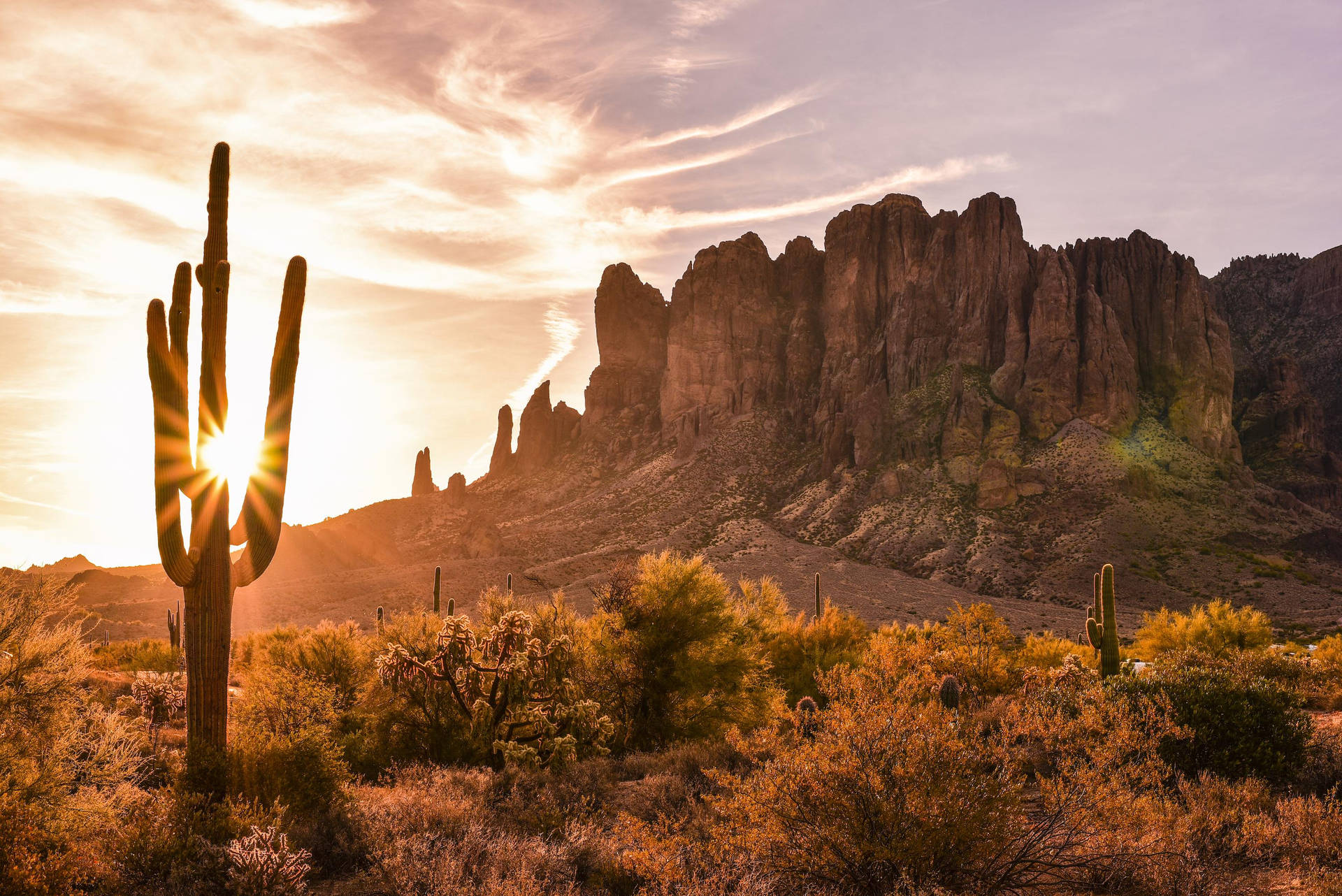 Sunny Cactus Arizona Desert