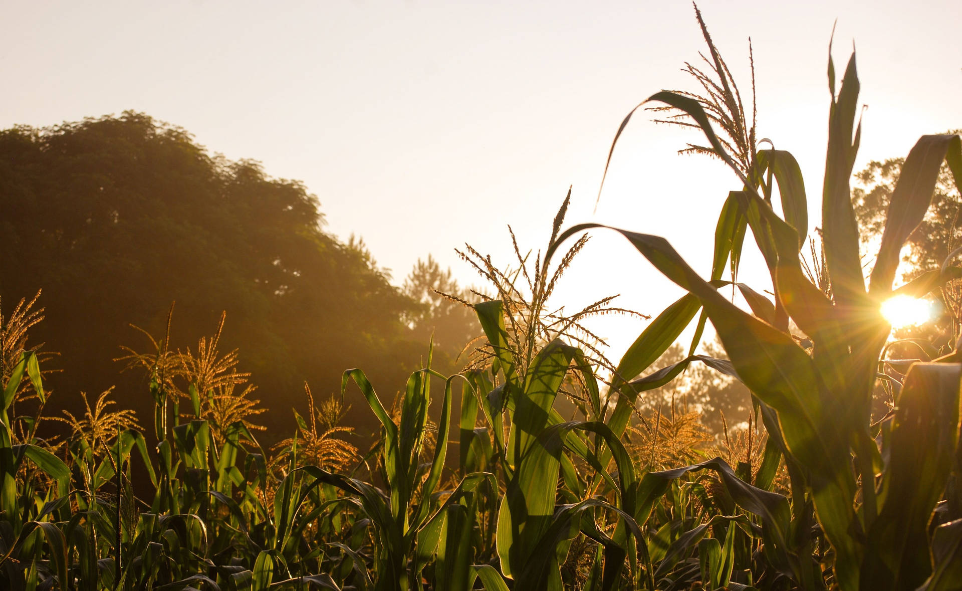 Sunny Corn Field