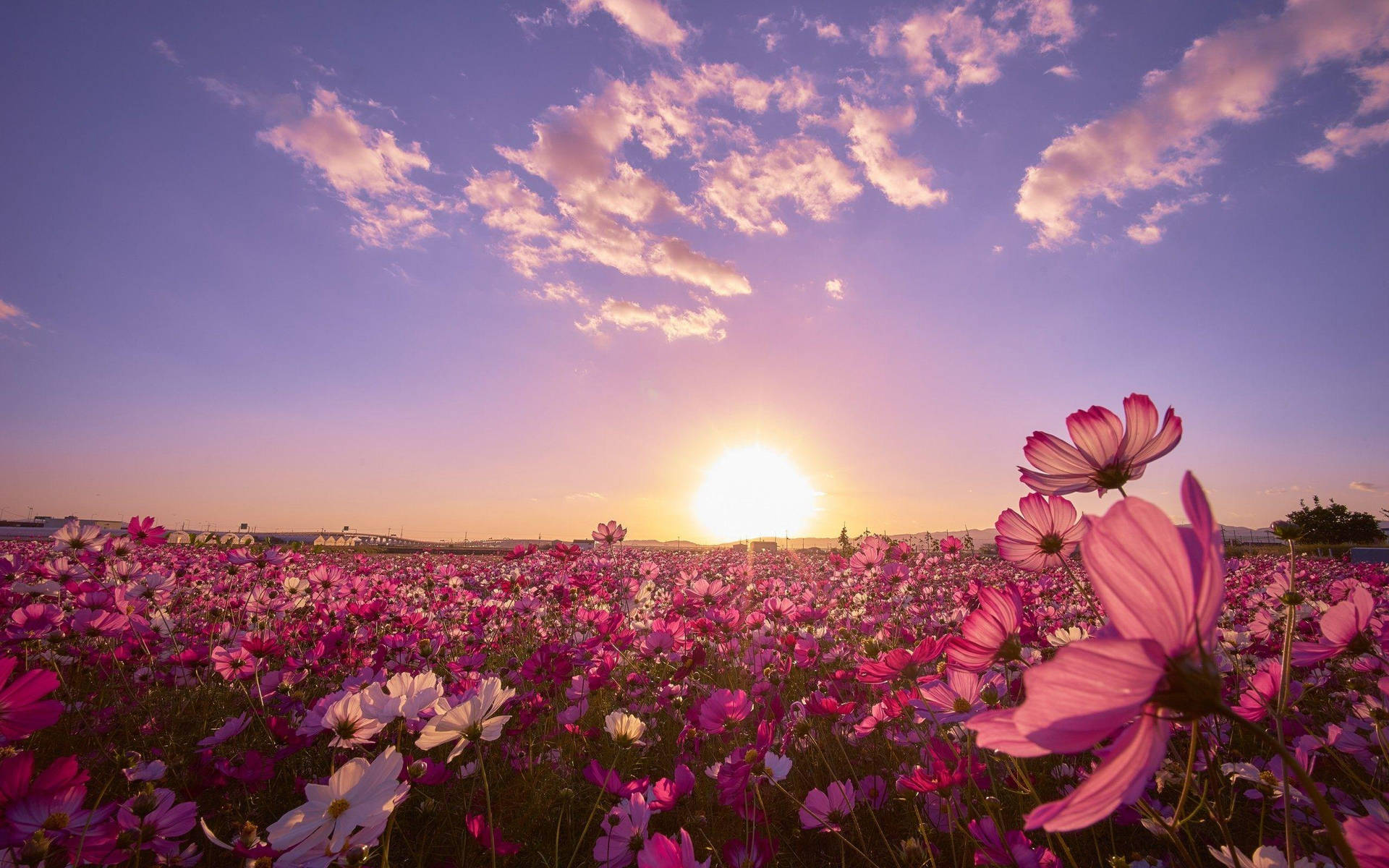 Sunny Cosmos Flower Field Background