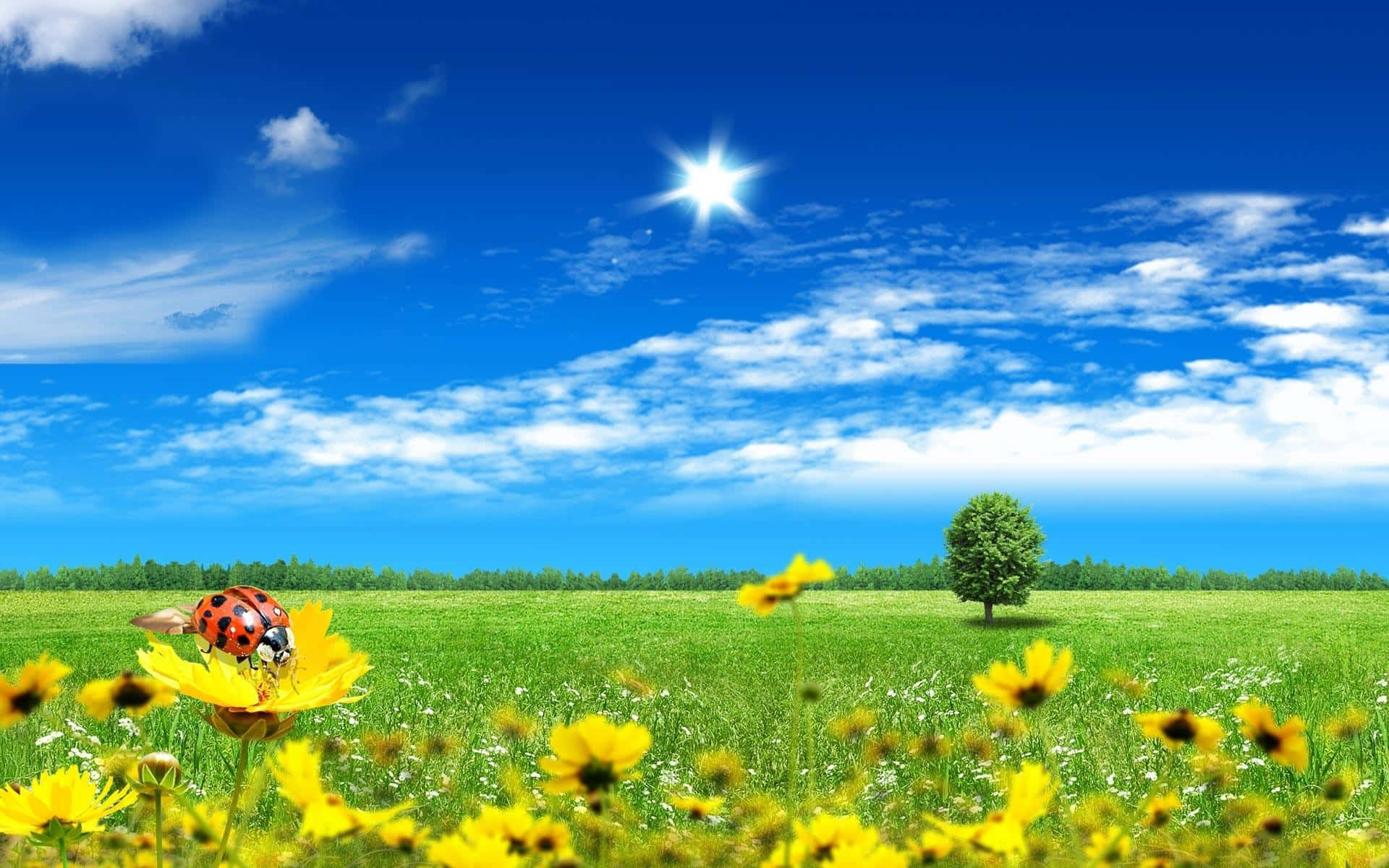 Sunny Day Pretty Sunflower Field Background
