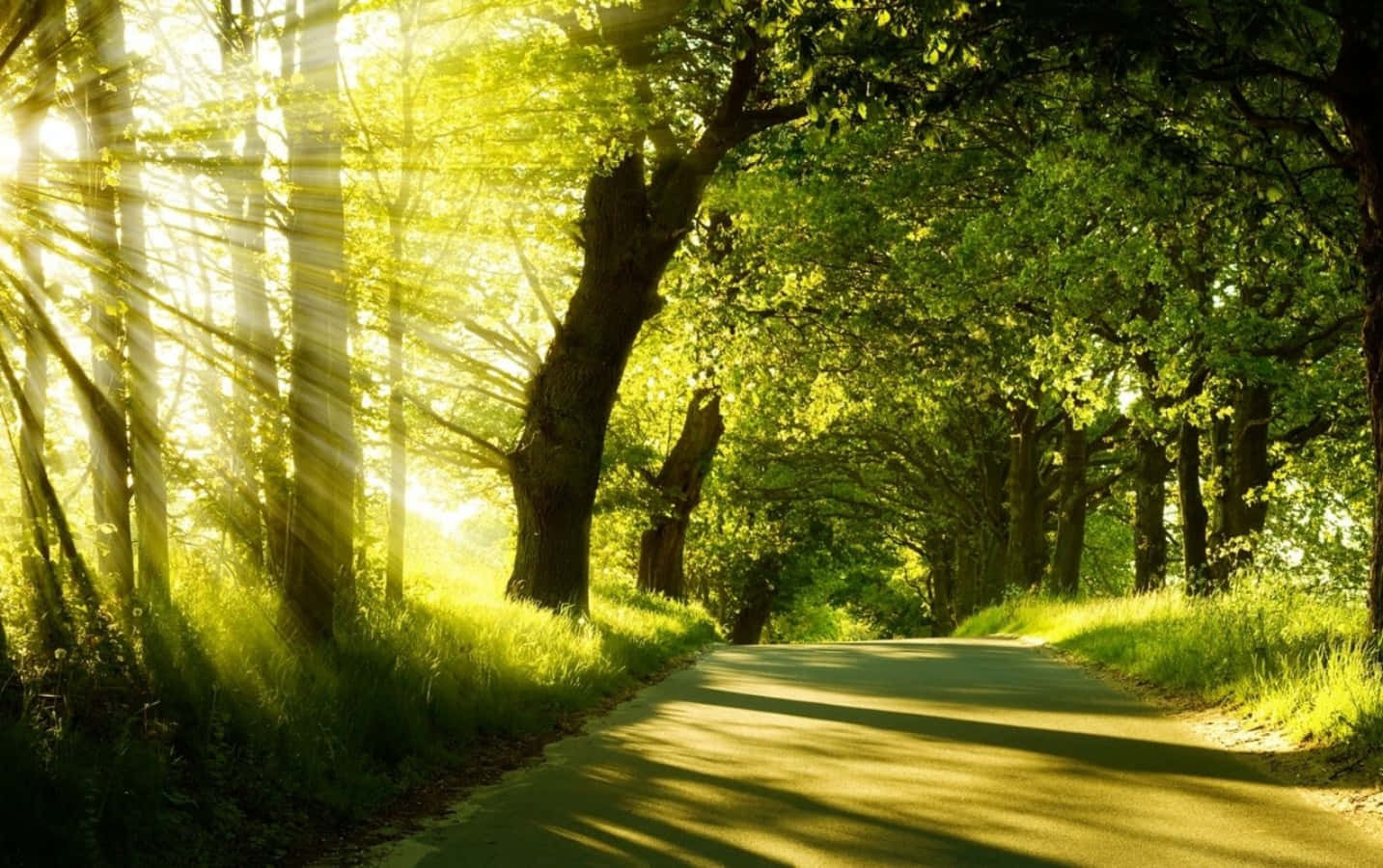 Sunny Day Scenery Woods Peaceful Background