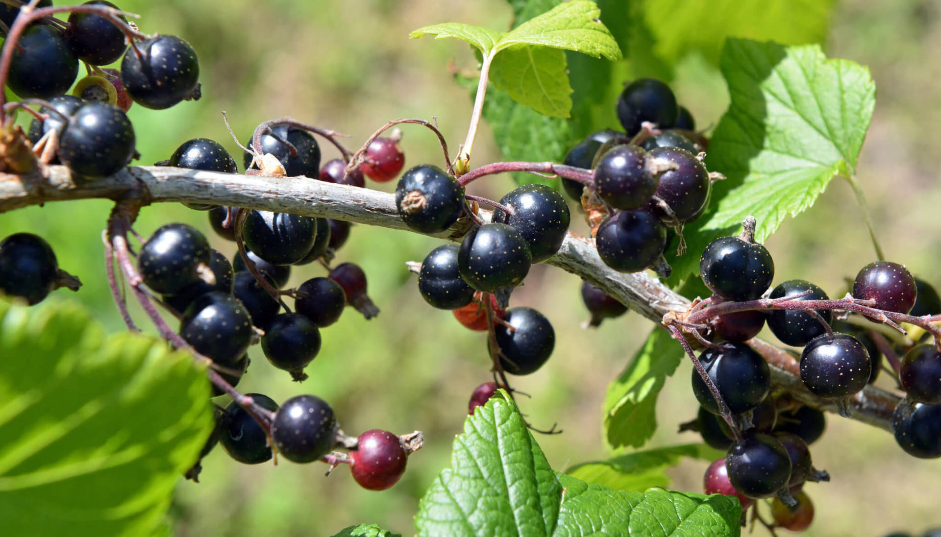 Sunny Day With Blackcurrant Background