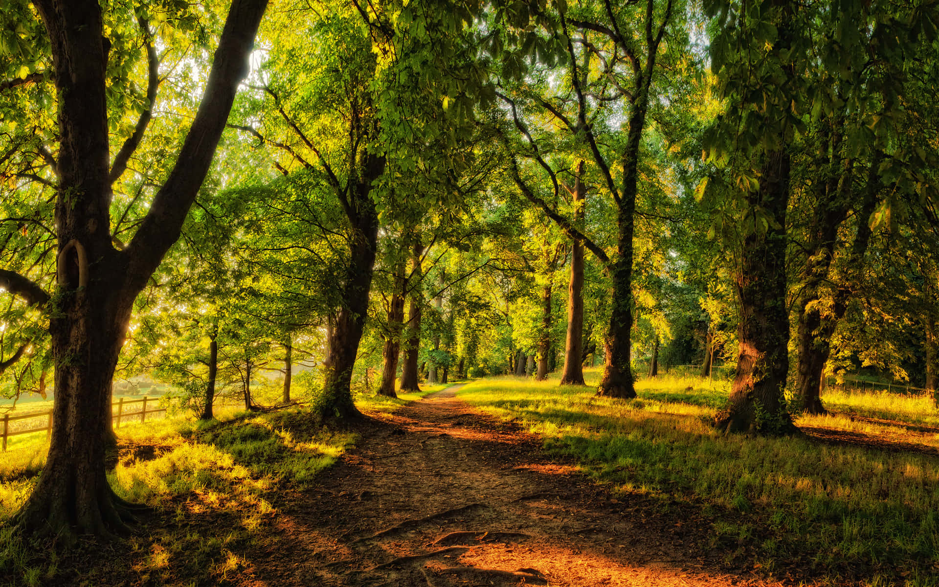 Sunny Daylight In A Forest Background