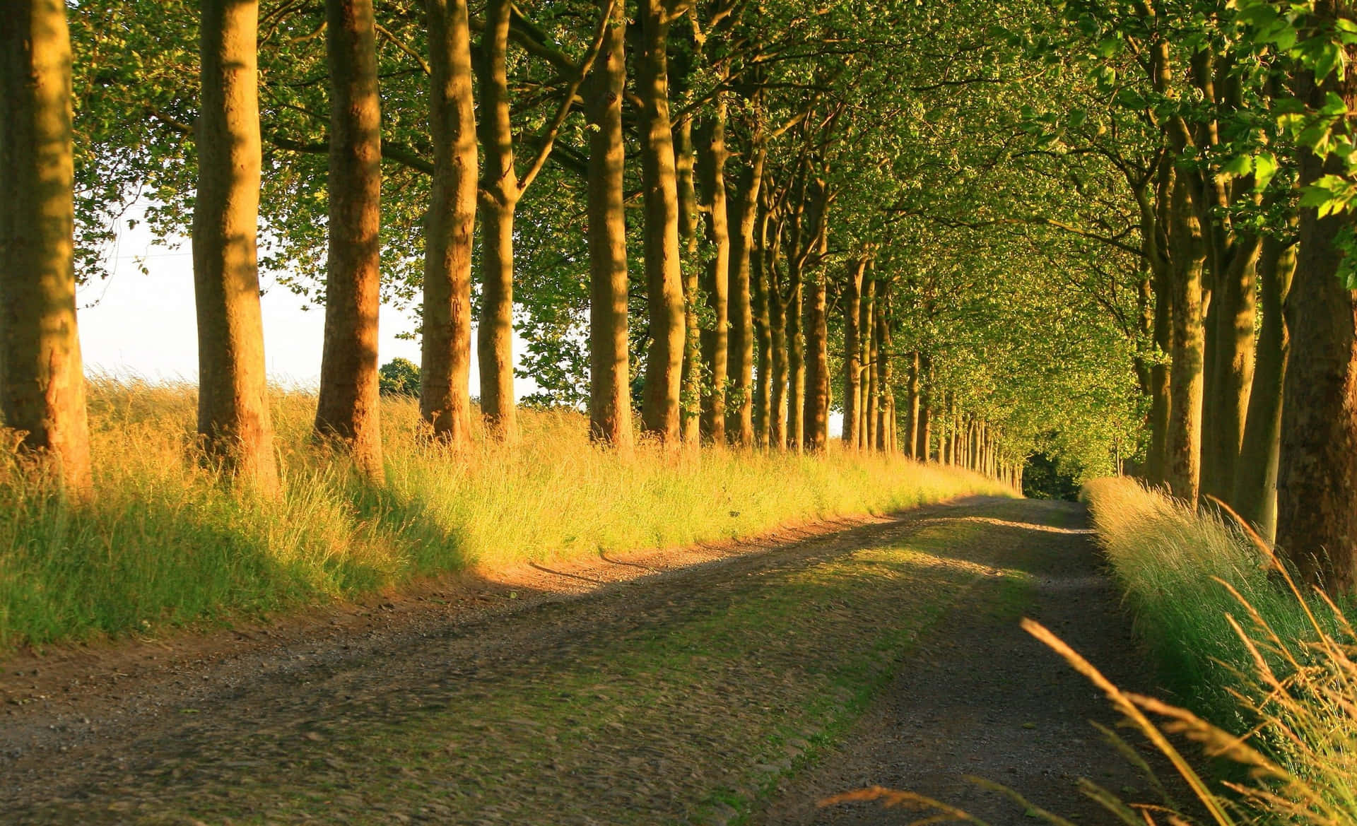 Sunny Dirt Road With Trees Background