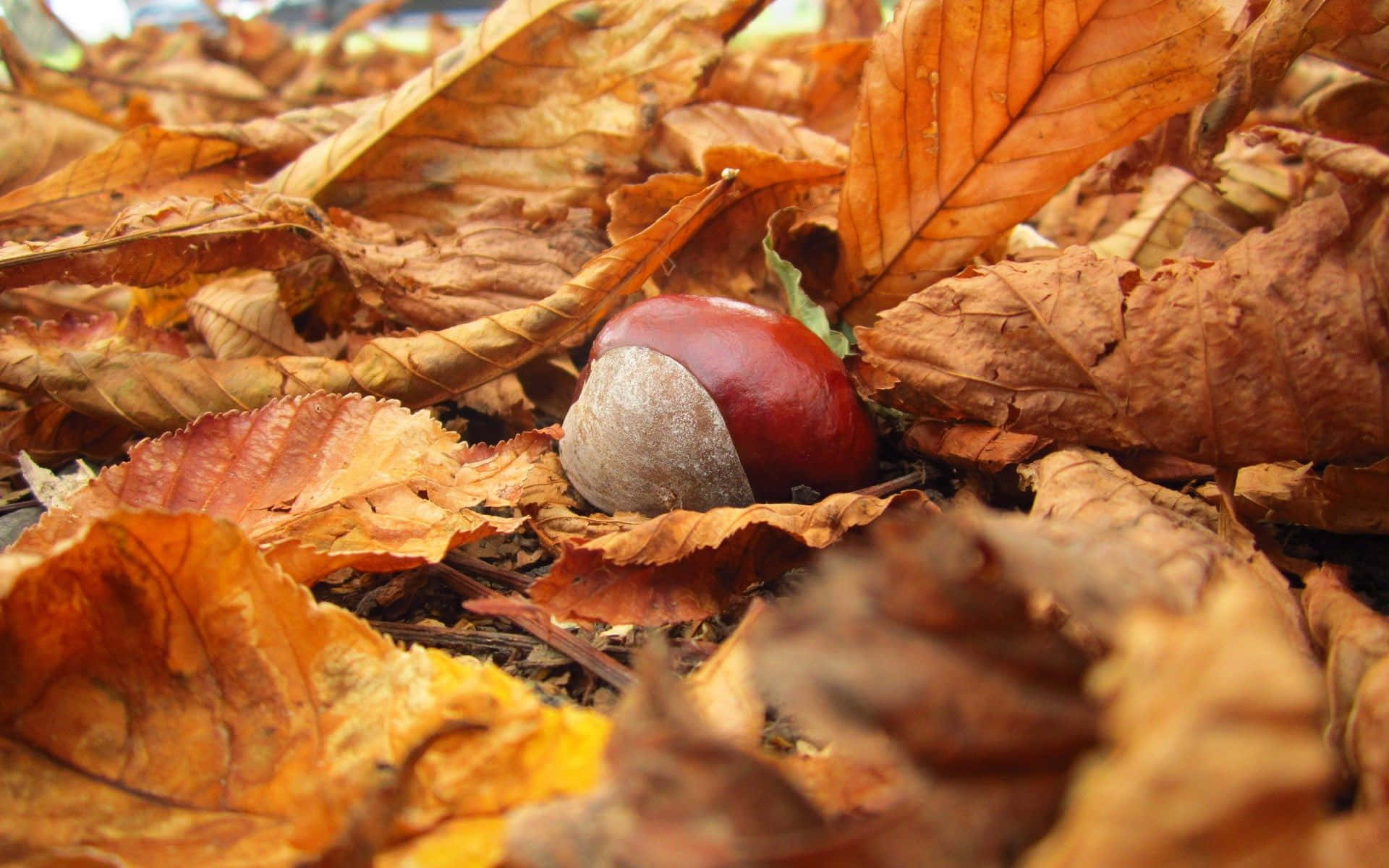 Sunny Fall Afternoon Background