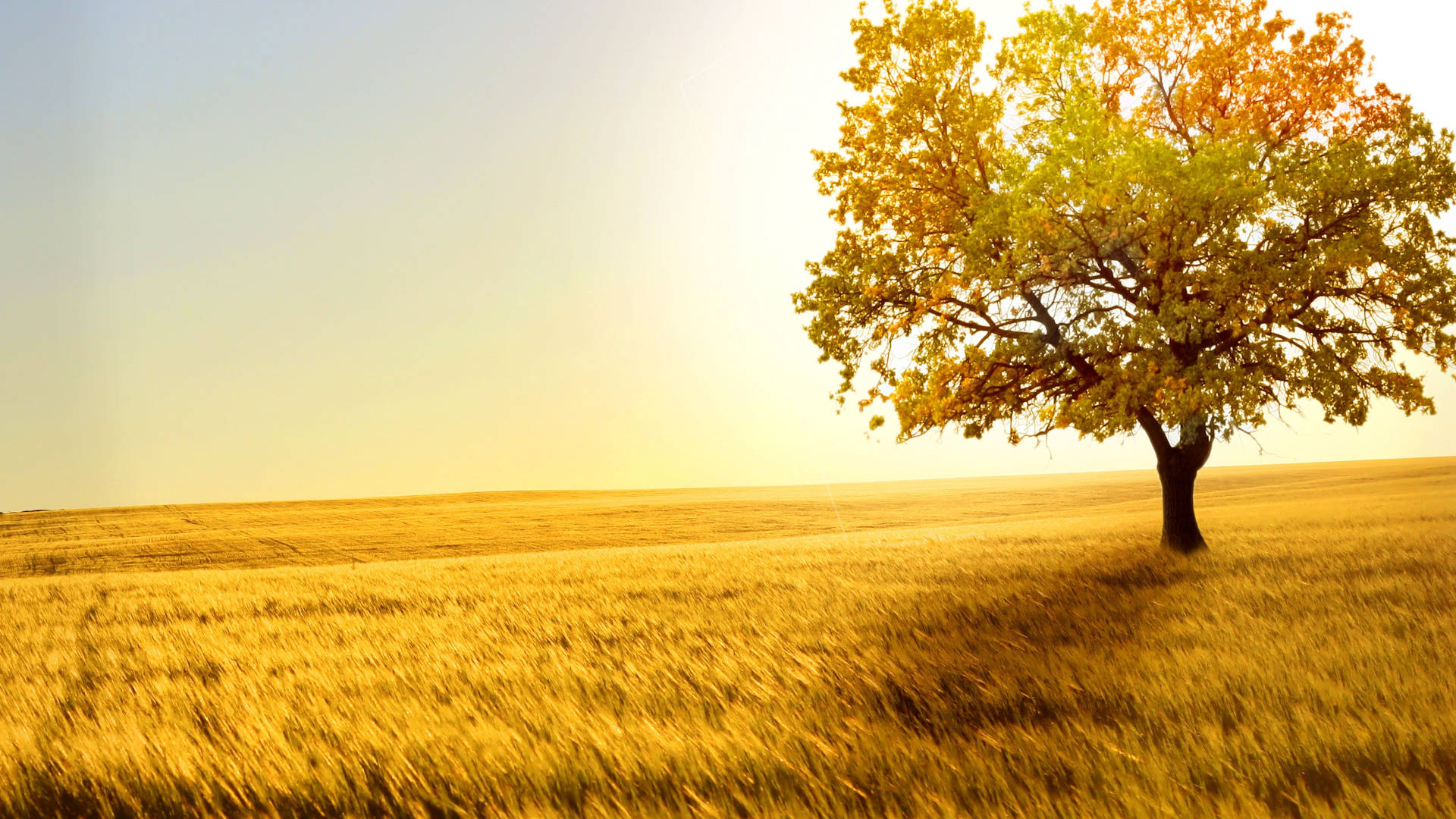 Sunny Field During Autumn Macbook