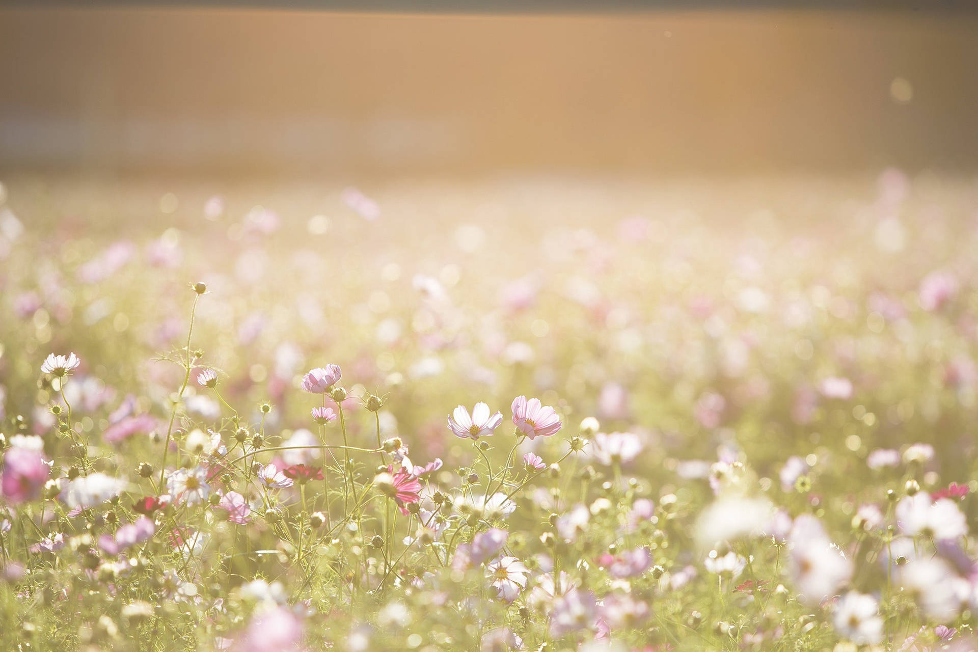 Sunny Flowers Background