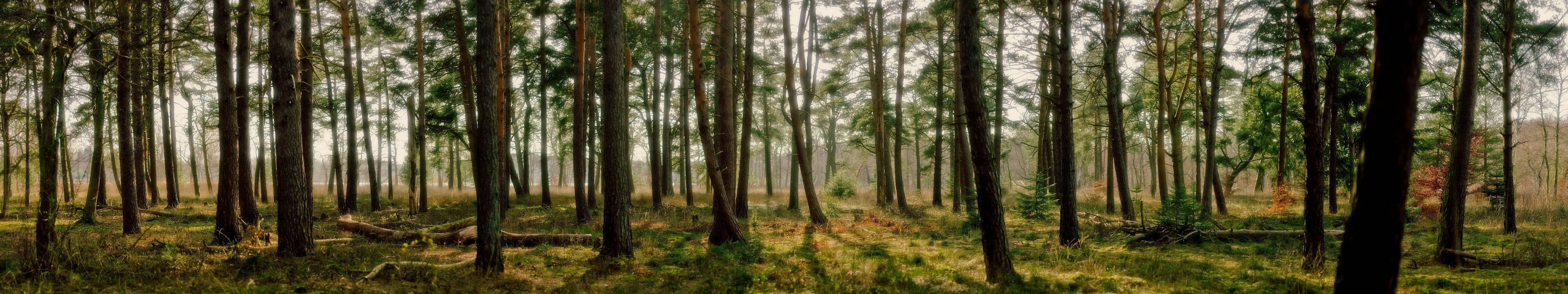 Sunny Forest Panorama Background