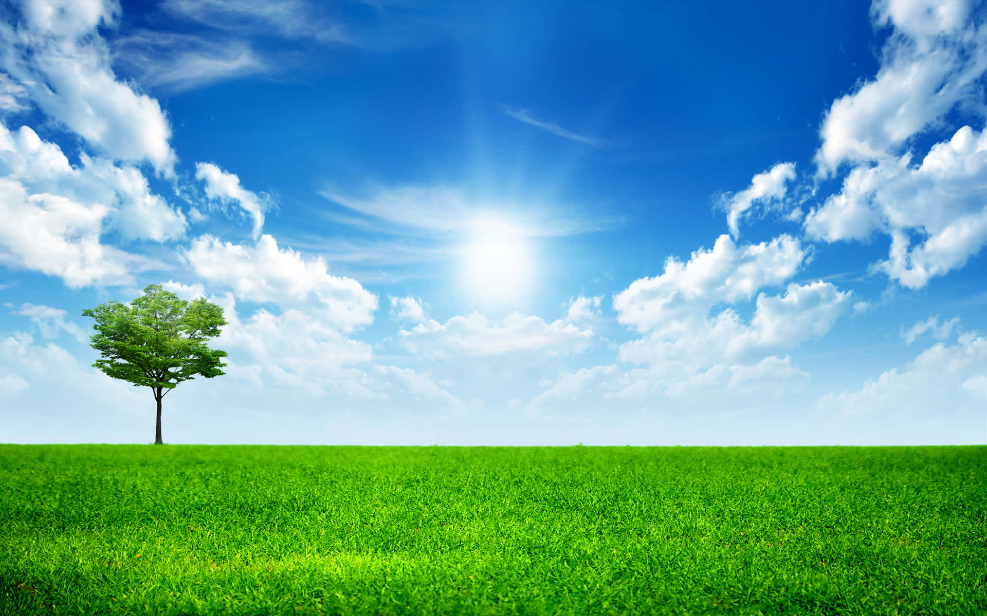 Sunny Green Meadow Solitary Tree Background