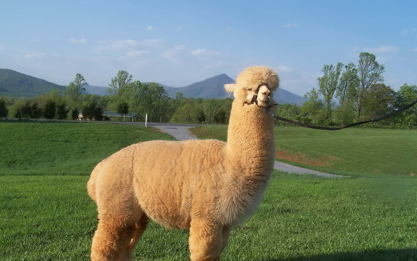 Sunny Llama Pasture Mountain View.jpg Background