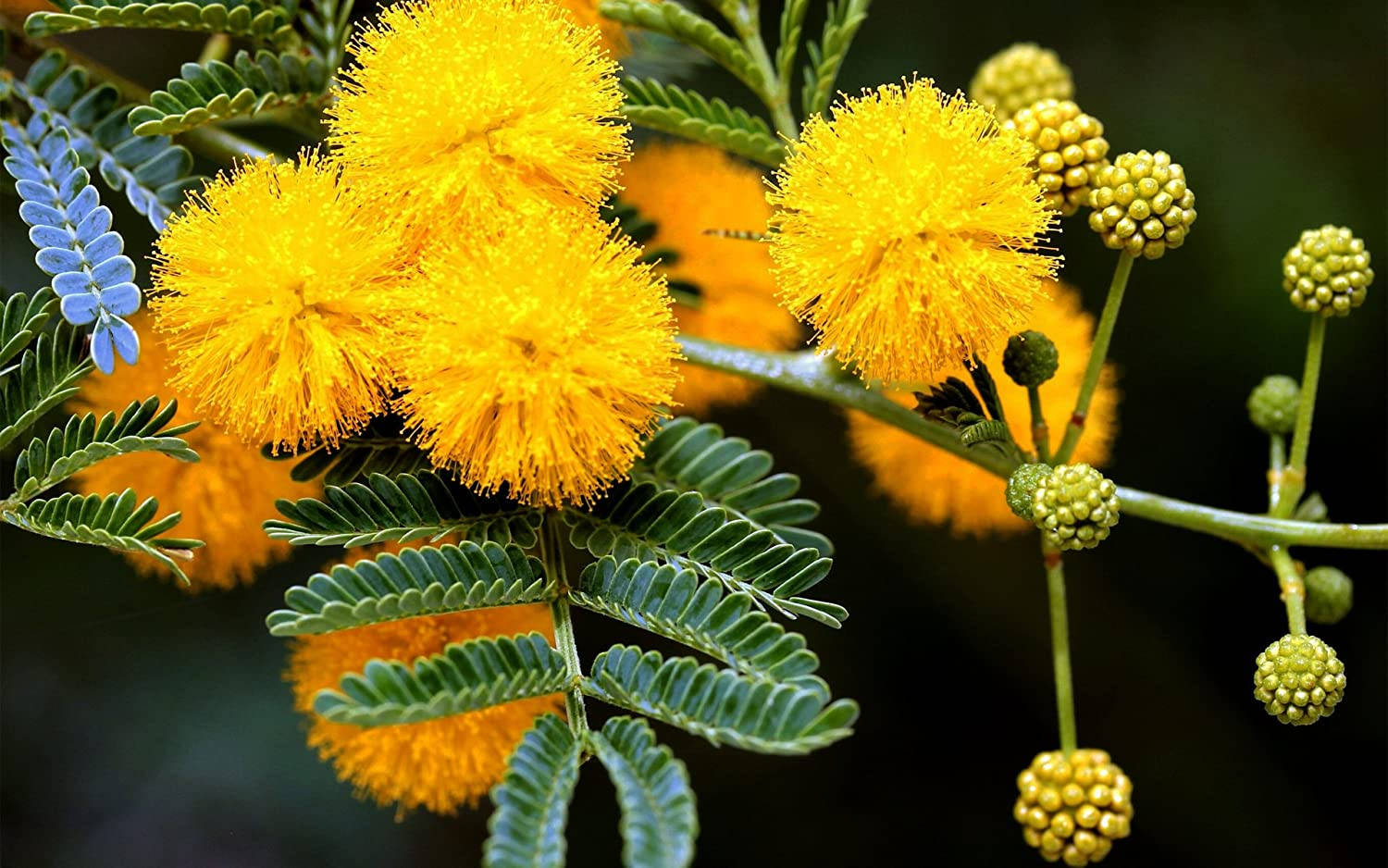 Sunny Mimosa Flowers Background