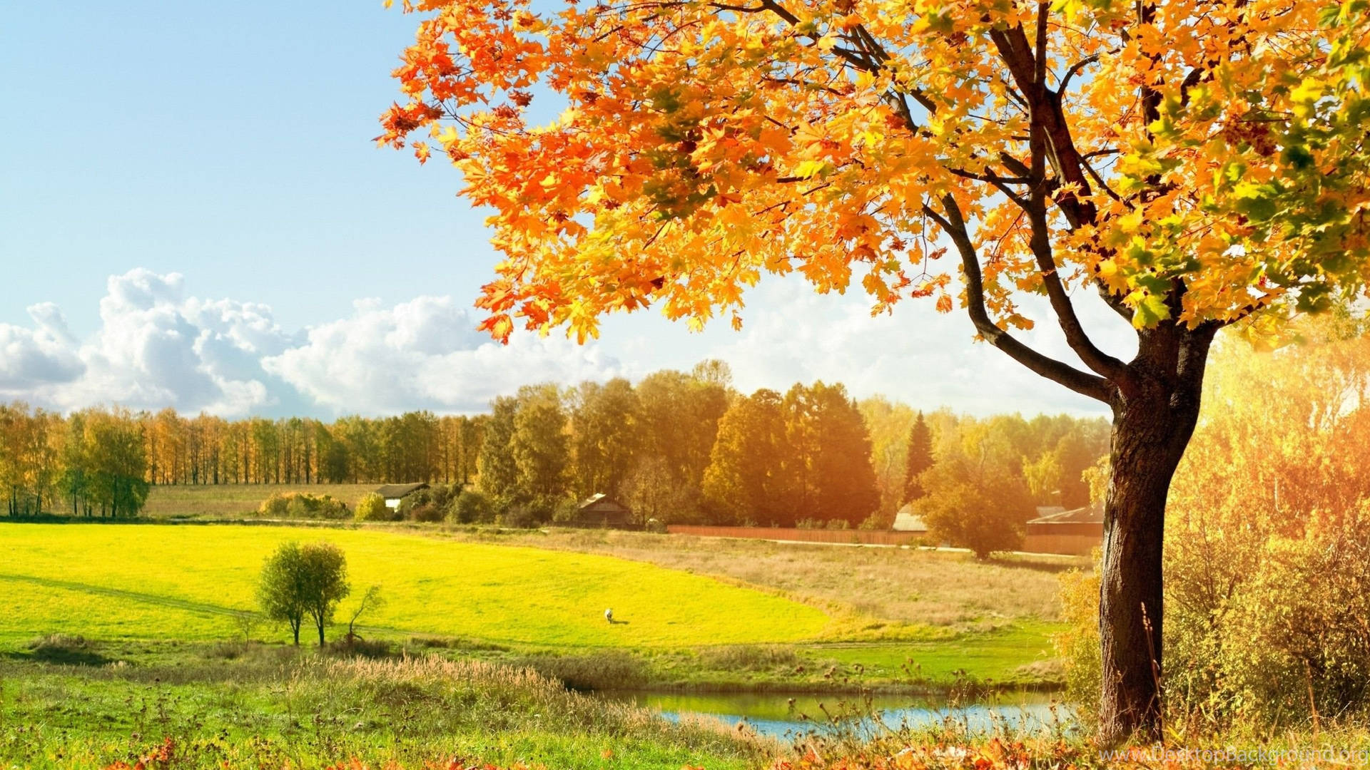 Sunny Nature Scenery Background