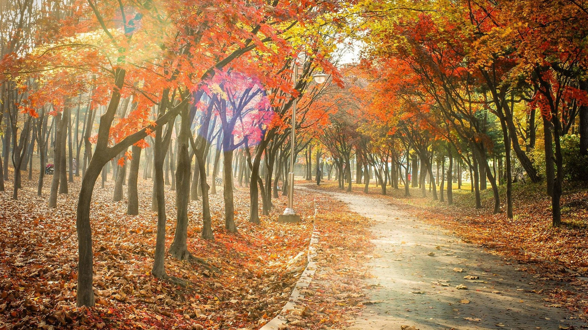 Sunny Pavement Best Autumn Background