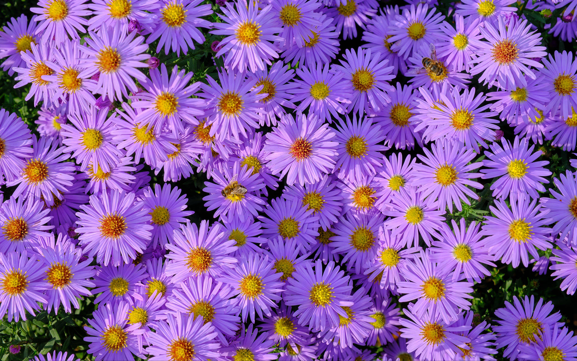 Sunny Purple Flower Patch Background