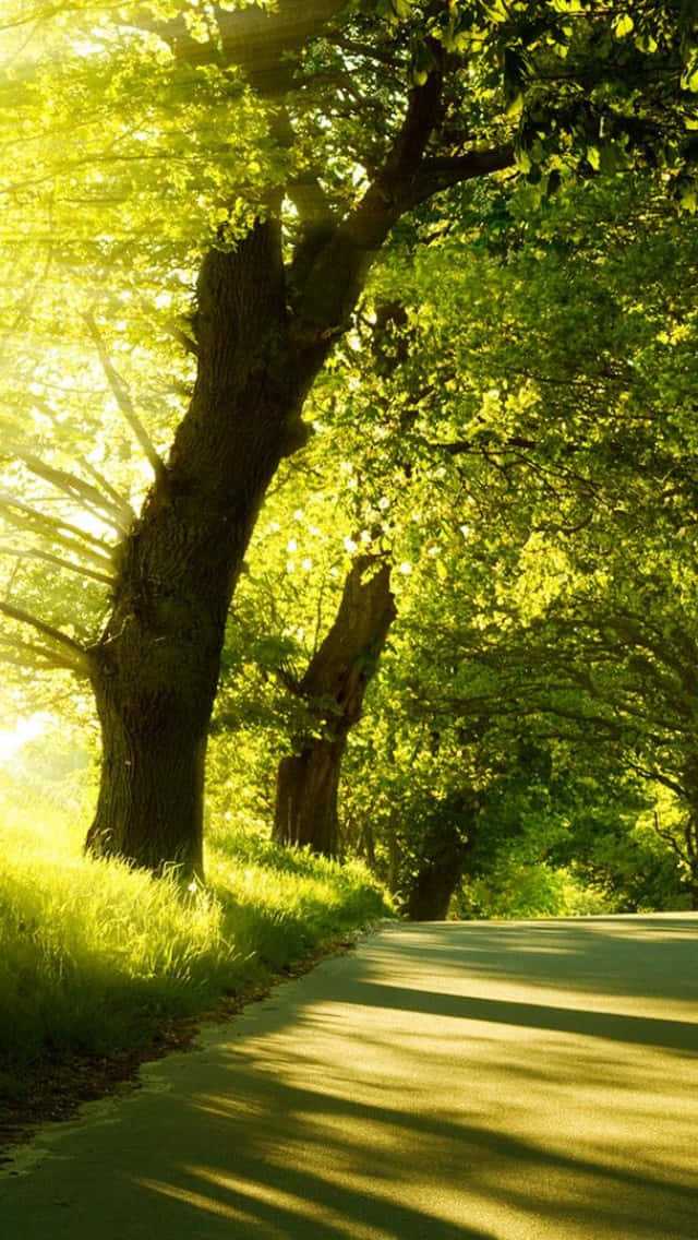 Sunny Road Side With Trees Background