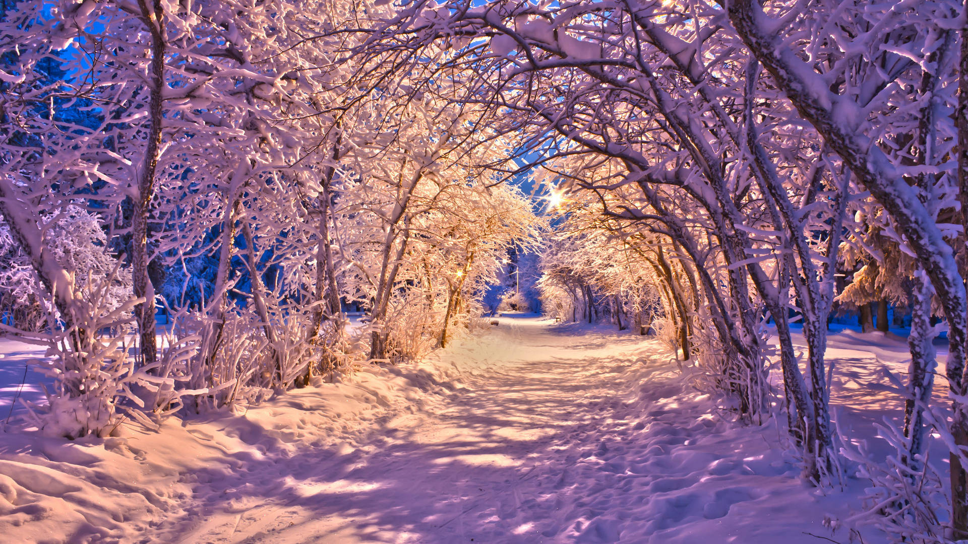 Sunny Snowy White Trees Background