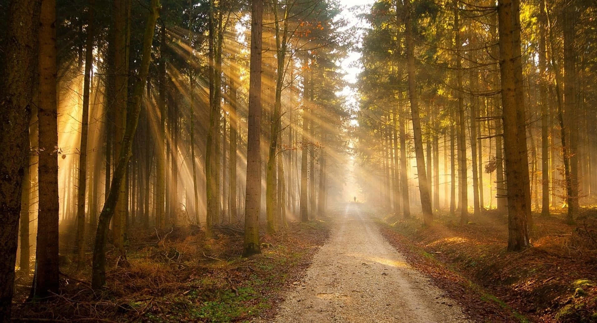 Sunny Tranquil Forest Background