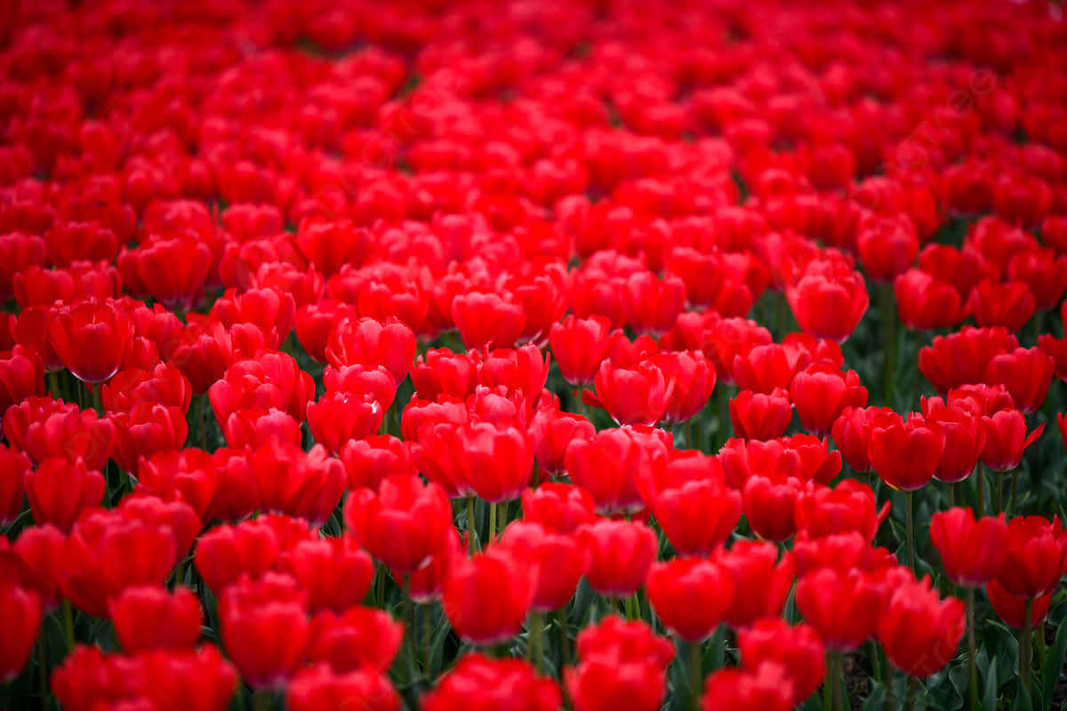 Sunny Weather And Red Tulips