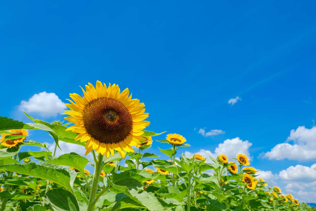 Sunny Weather Over A Sunflower Field