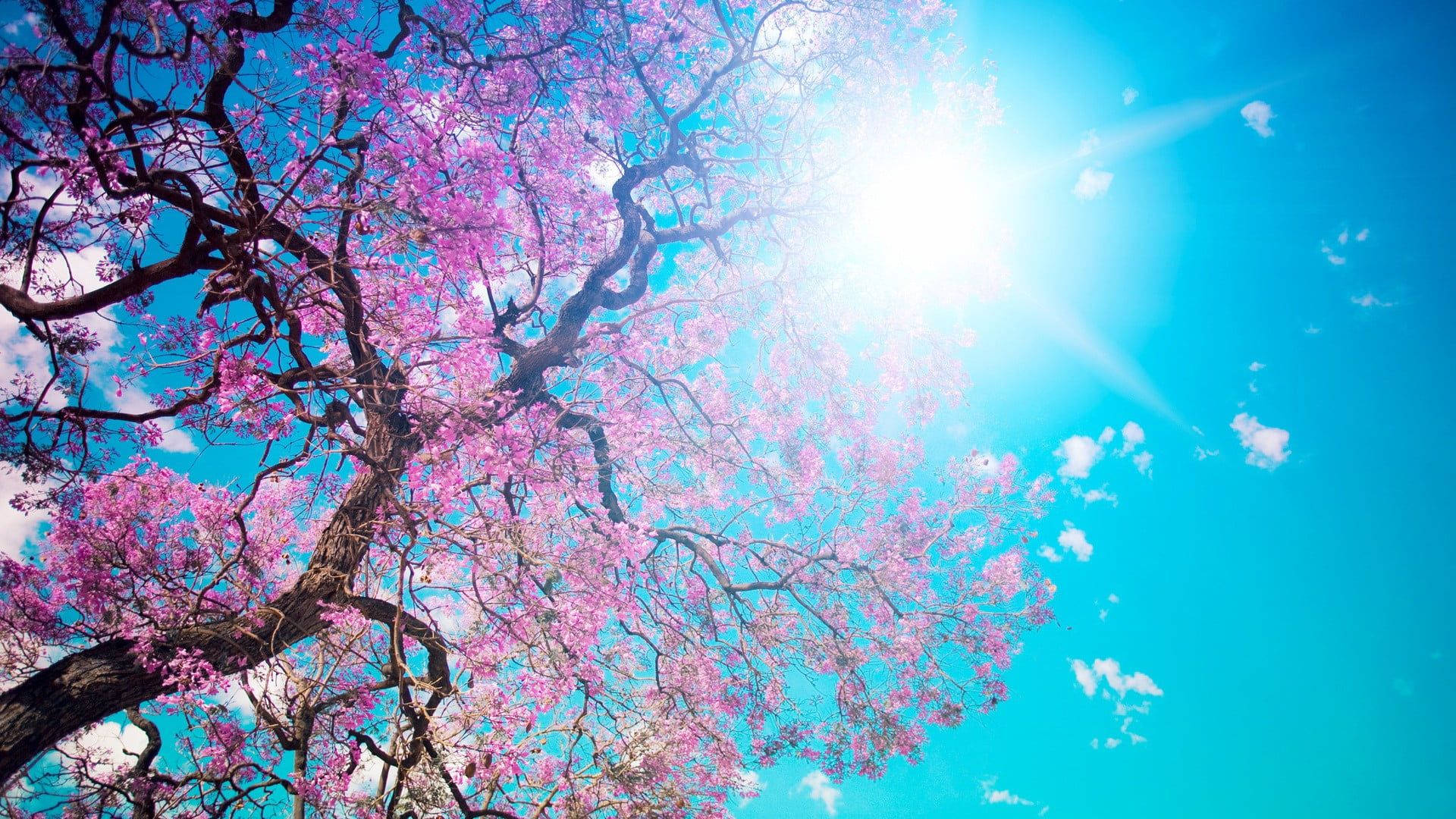 Sunny Weather With Cherry Blossom Background