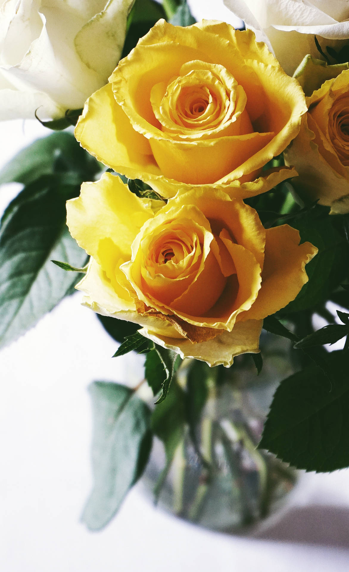 Sunny Yellow Rose Flowers Background