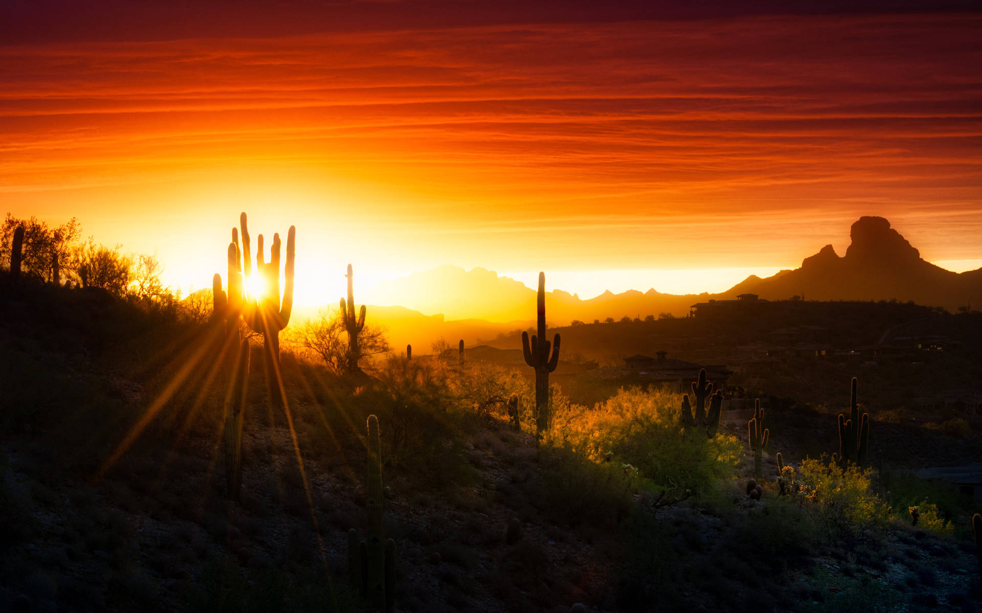 Sunrise And Cactus In Arizona Desert