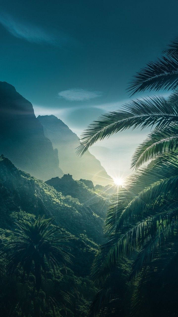 Sunrise At A Forest Cool Android Background