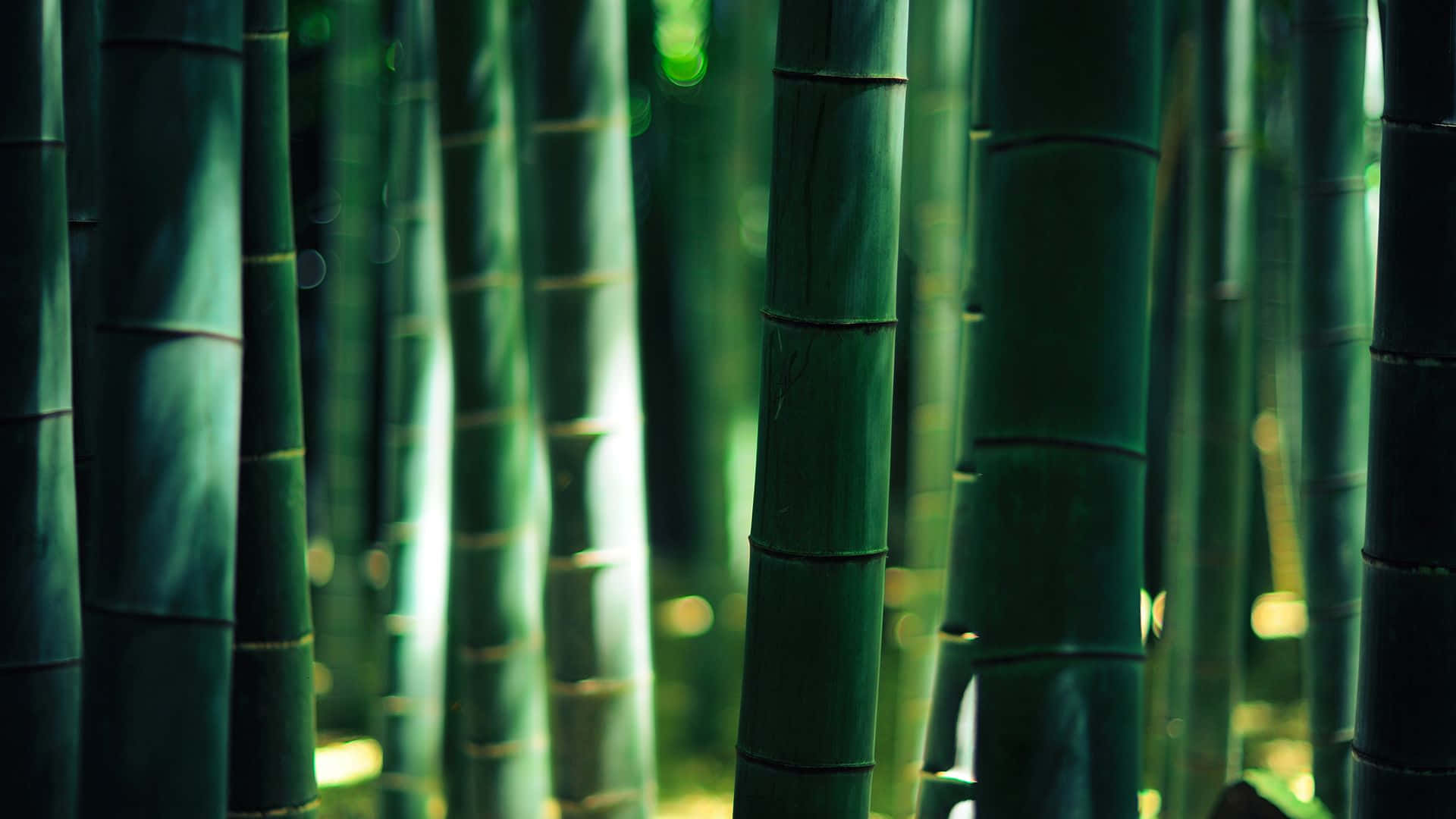 Sunrise In The Bamboo Forest Background