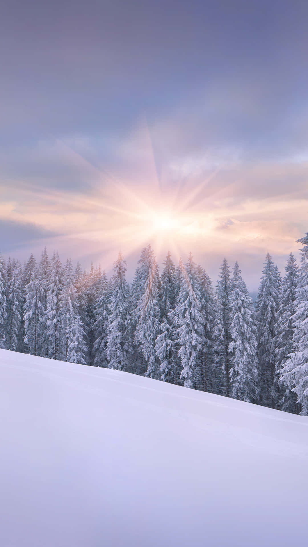 Sunrise Iphone Snowy Forest Background