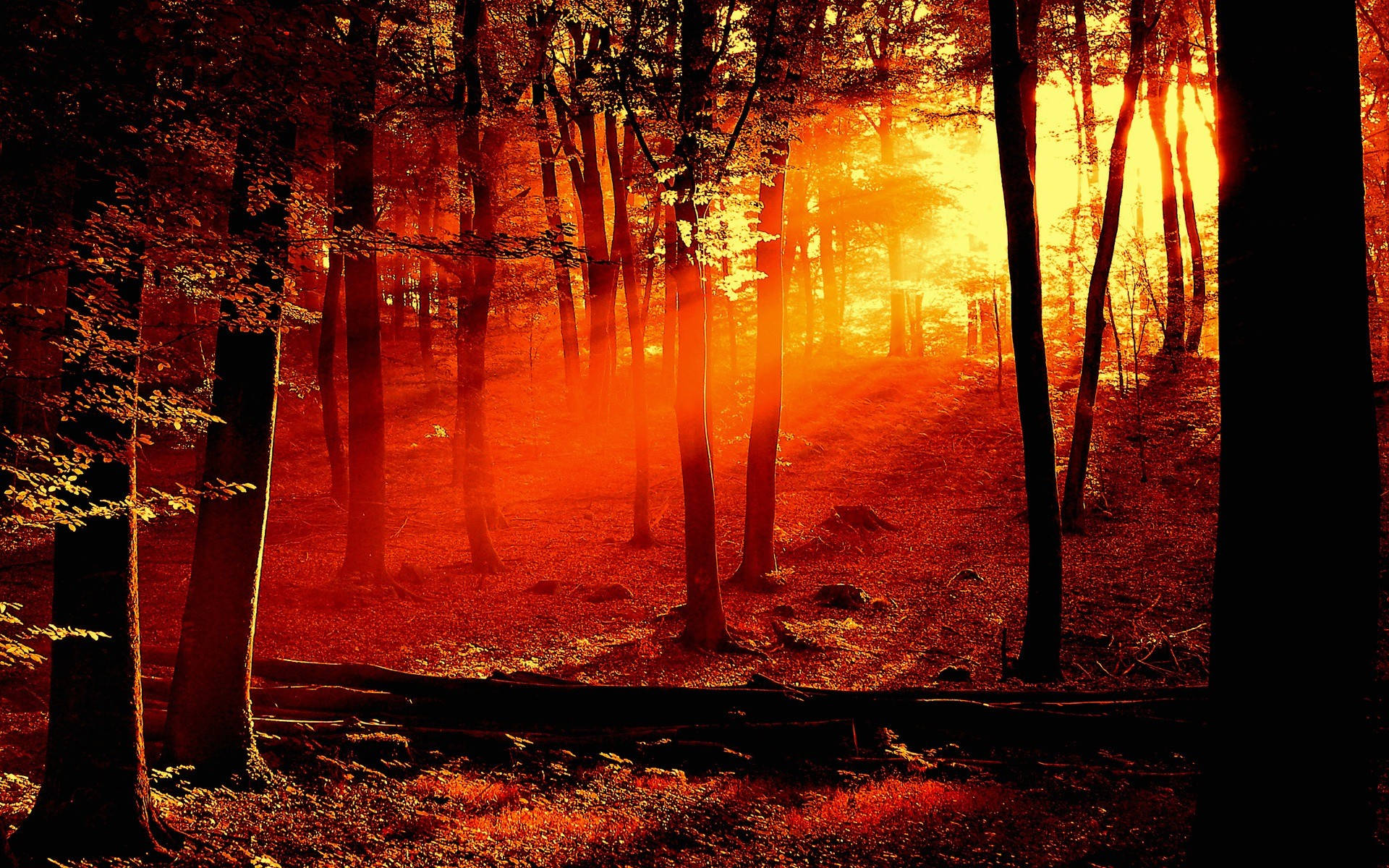 Sunrise Nature In Forest Background