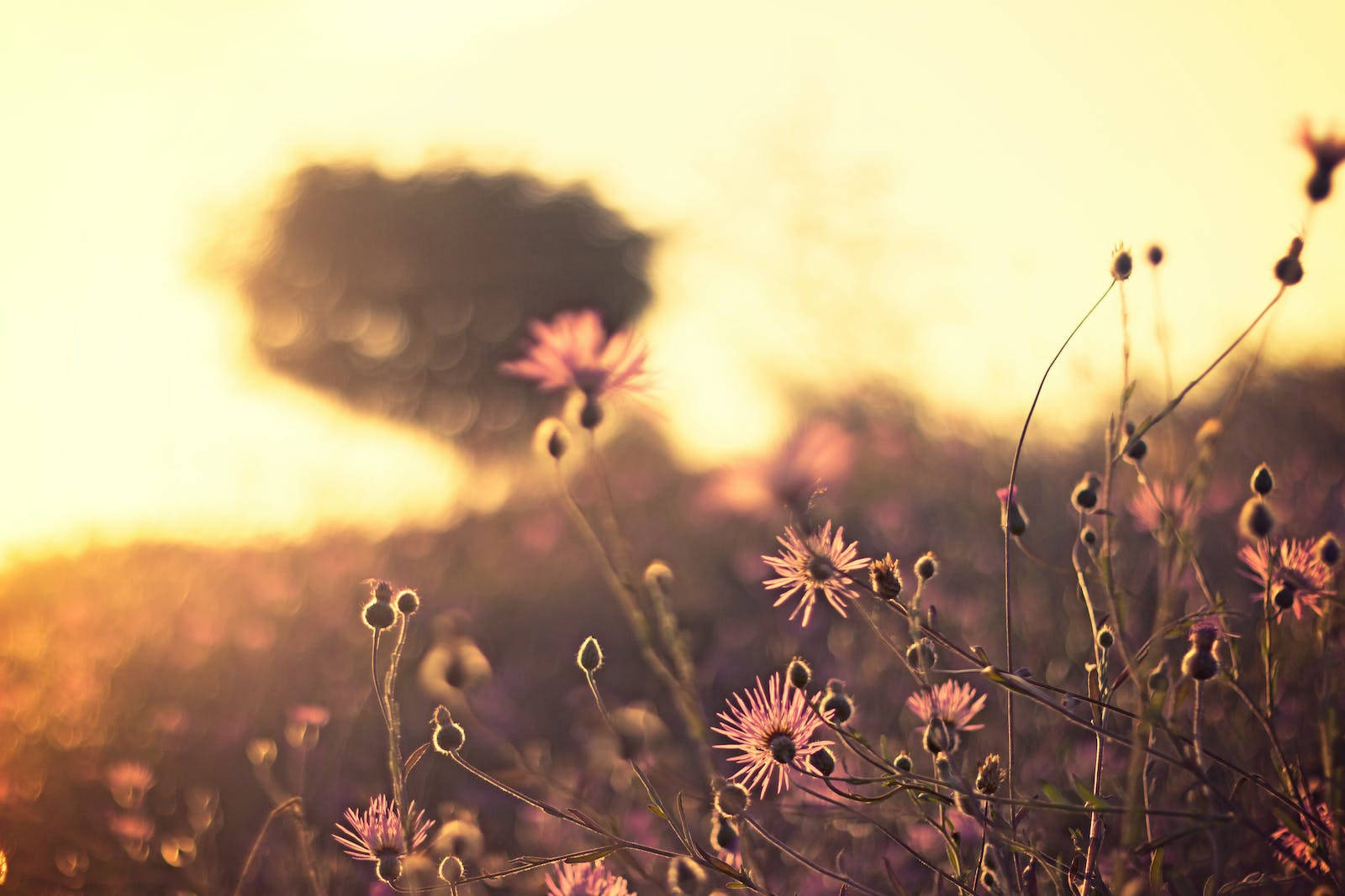 Sunrise Nature With Pink Flowers Background
