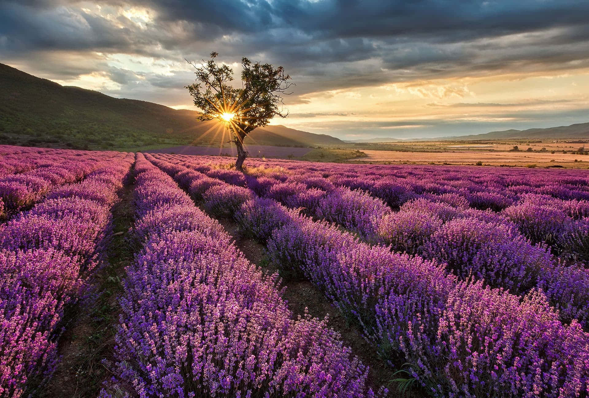 Sunrise On A Lavender Field At The Mountain Foot Background