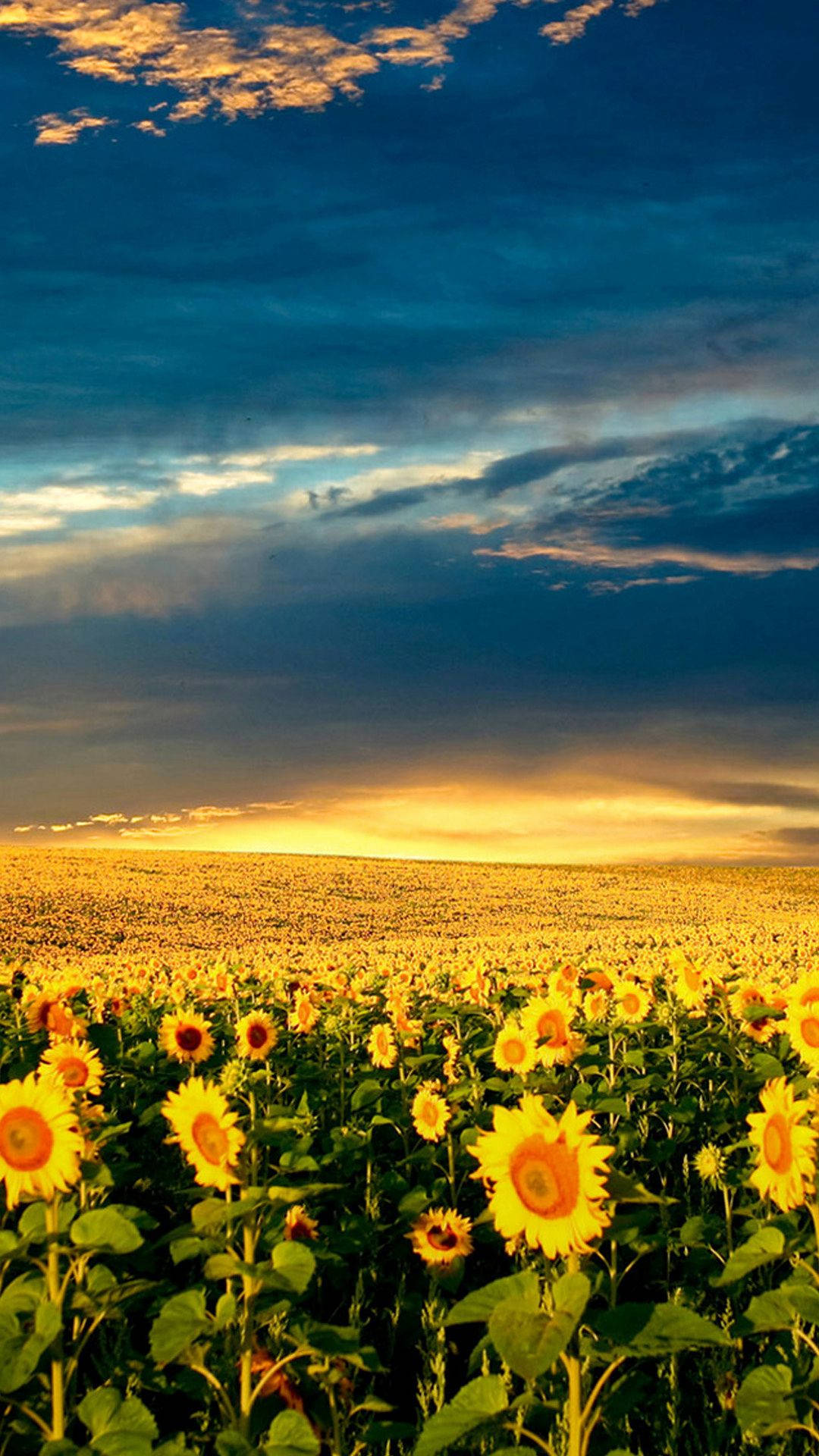 Sunrise Over Sunflower Iphone Background