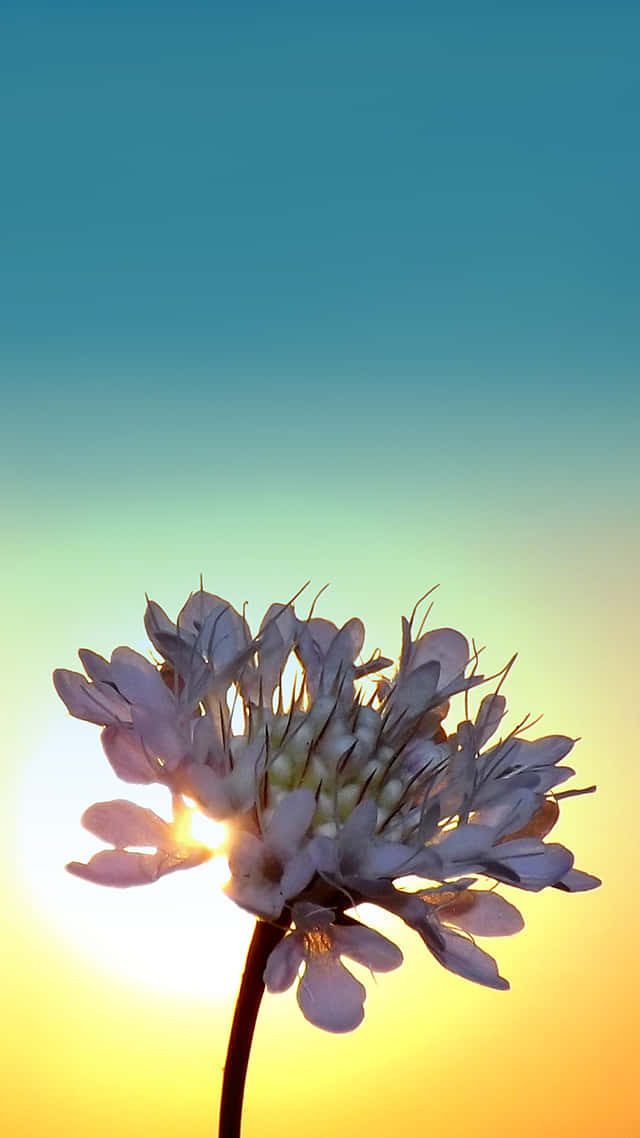 Sunrise Time With Iphone Background