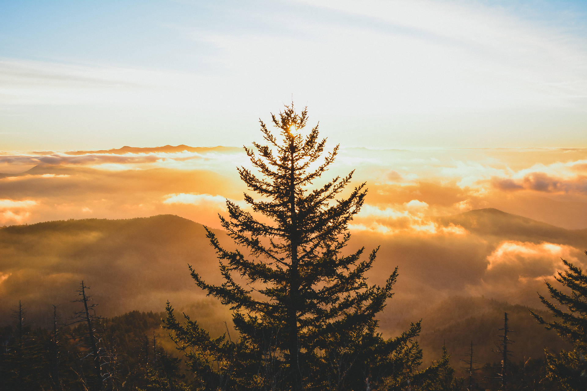 Sunrise Tree On Smoky Mountains