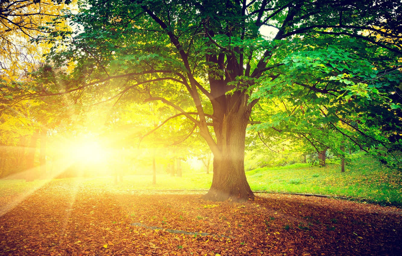 Sunrisein Autumn Park Background