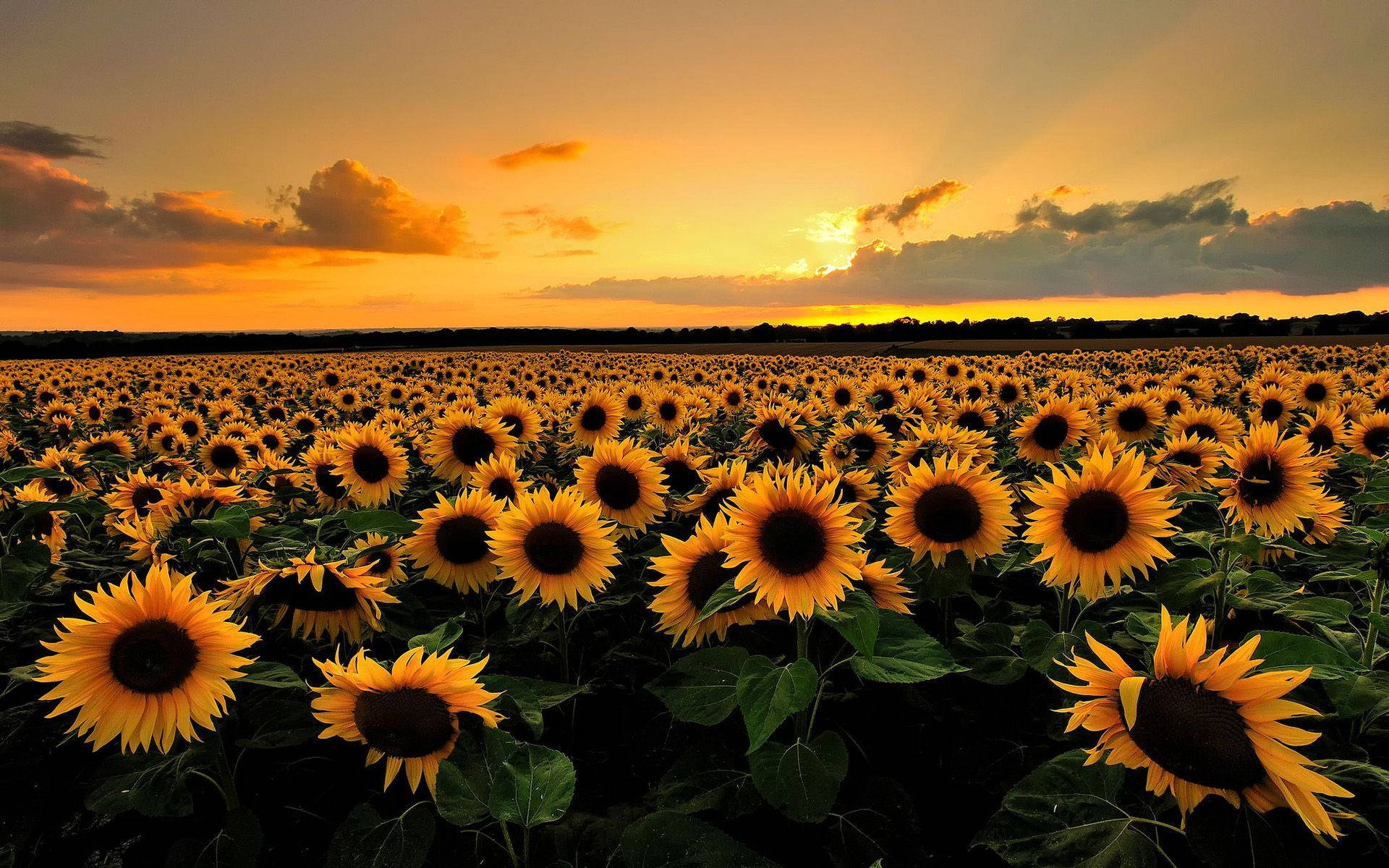 Sunset Aesthetic Sunflower