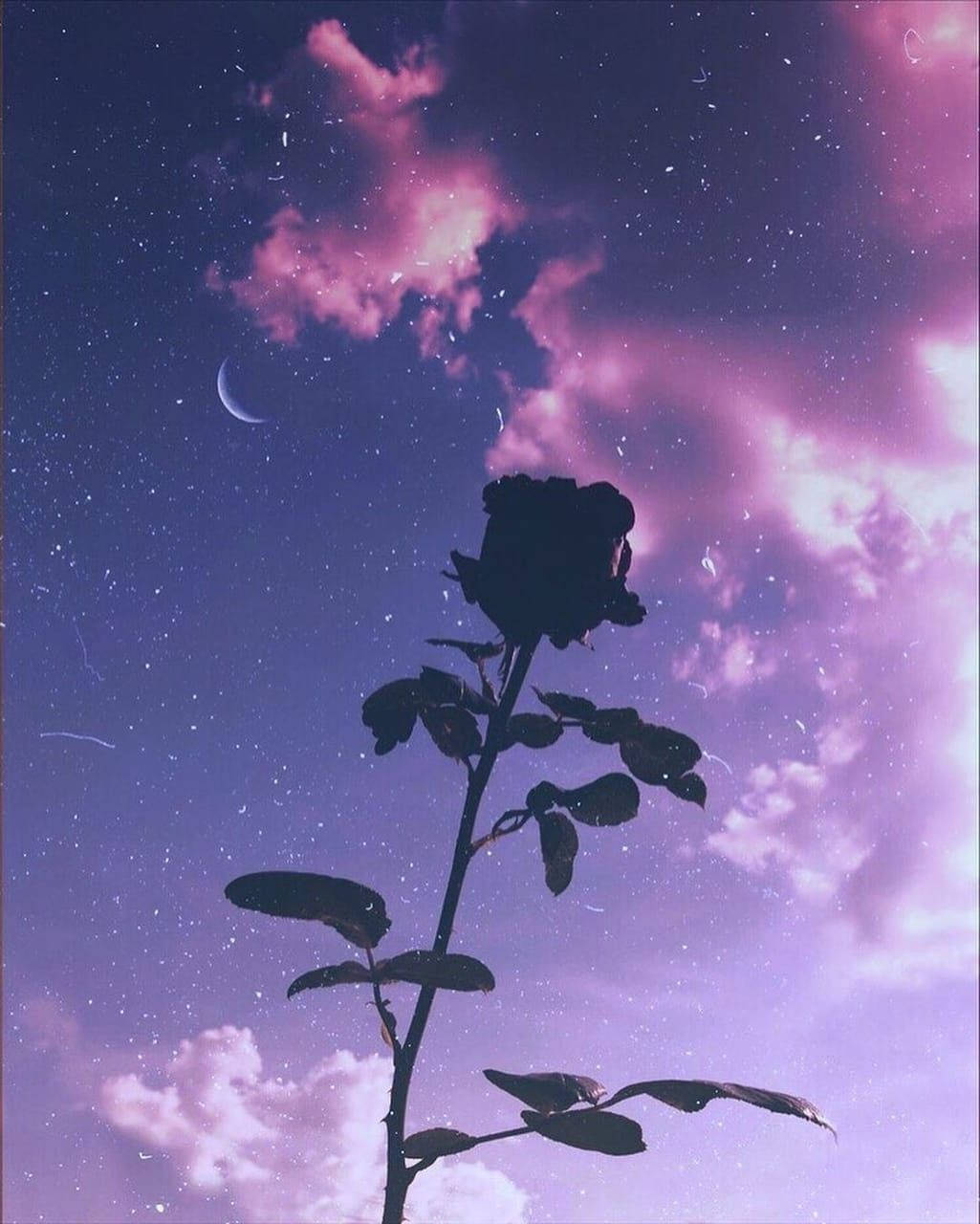 Sunset And Aesthetic Purple Flower Background