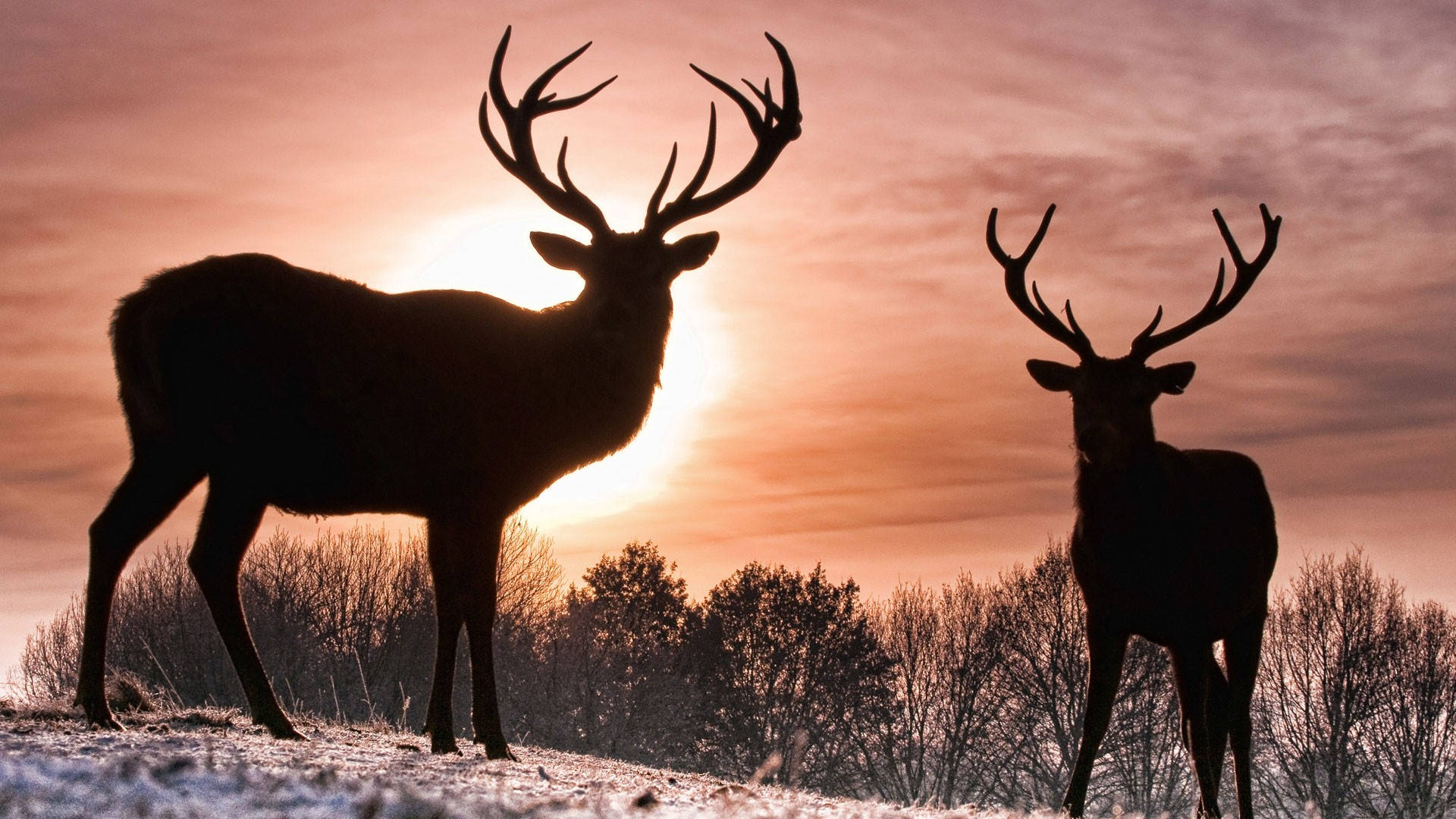 Sunset And Reindeer Background