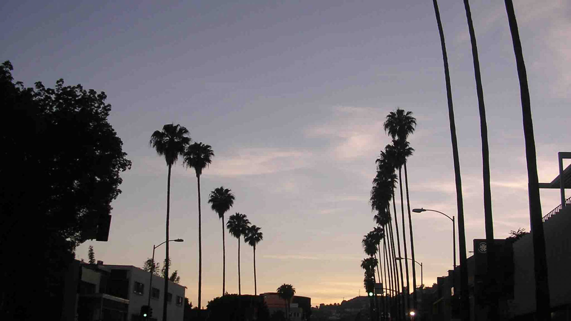 Sunset Boulevard Silhouette Background