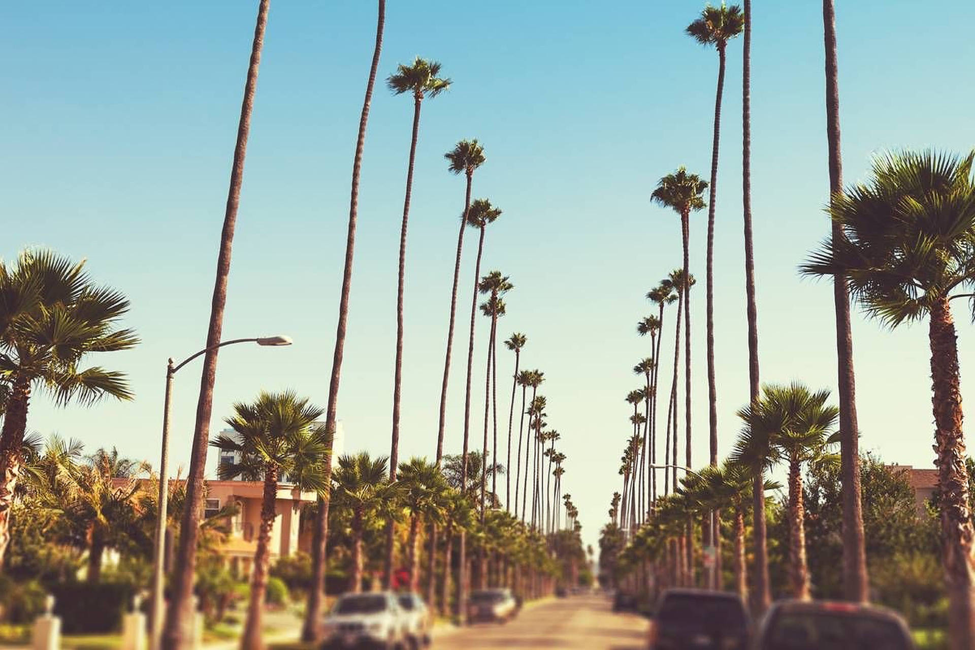 Sunset Boulevard Tall Palm Trees Background