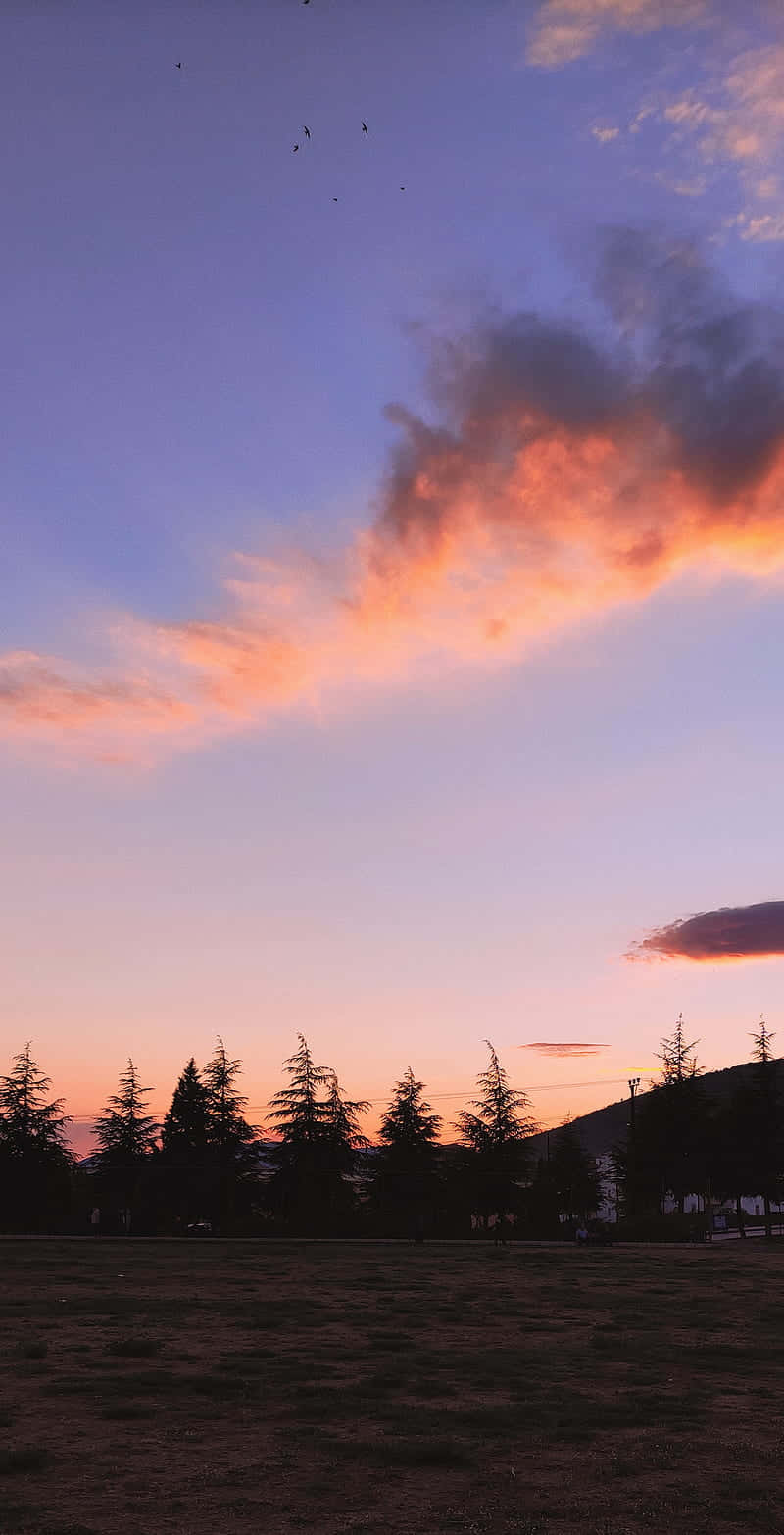 Sunset Cloud And Pine Trees