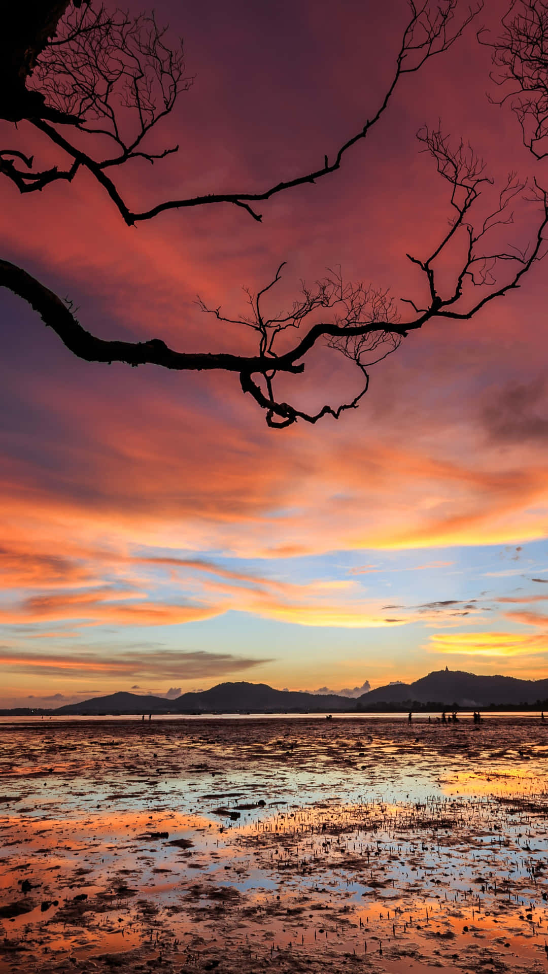 Sunset Cloud Bare Tree Background