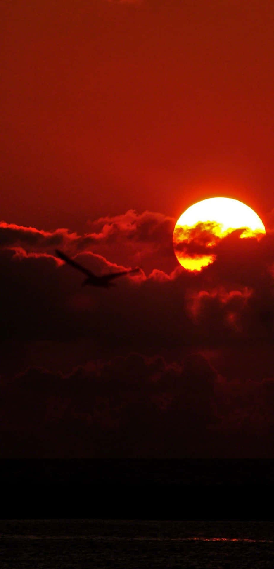 Sunset Clouds Ocean Bird.jpg Background