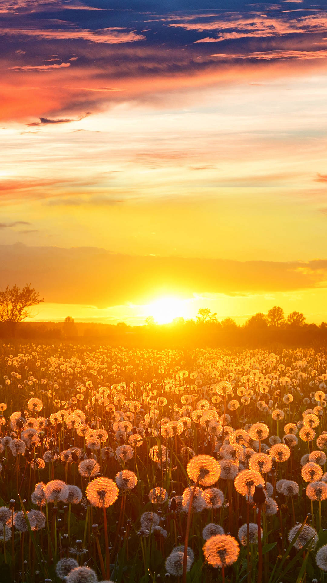 Sunset Dandelion Field4 K Ultra H D Background