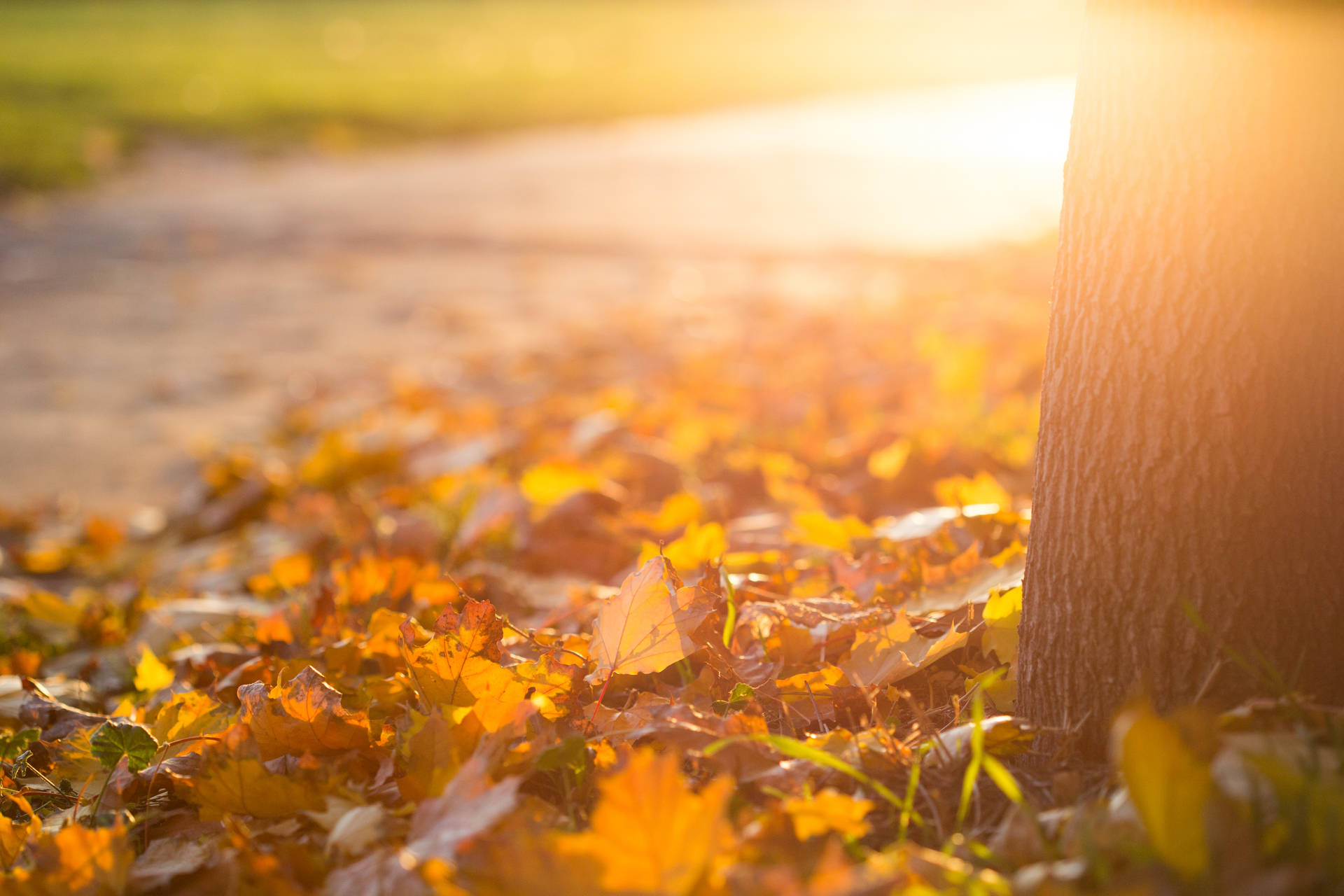 Sunset Fall Desktop Background