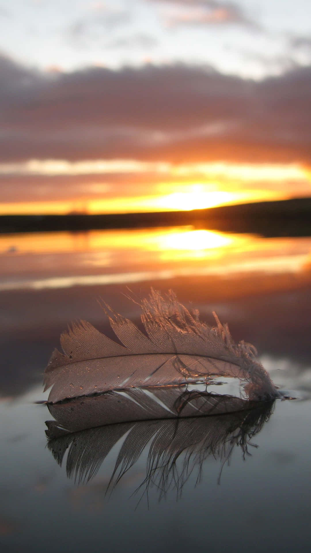 Sunset Feather Reflection Background