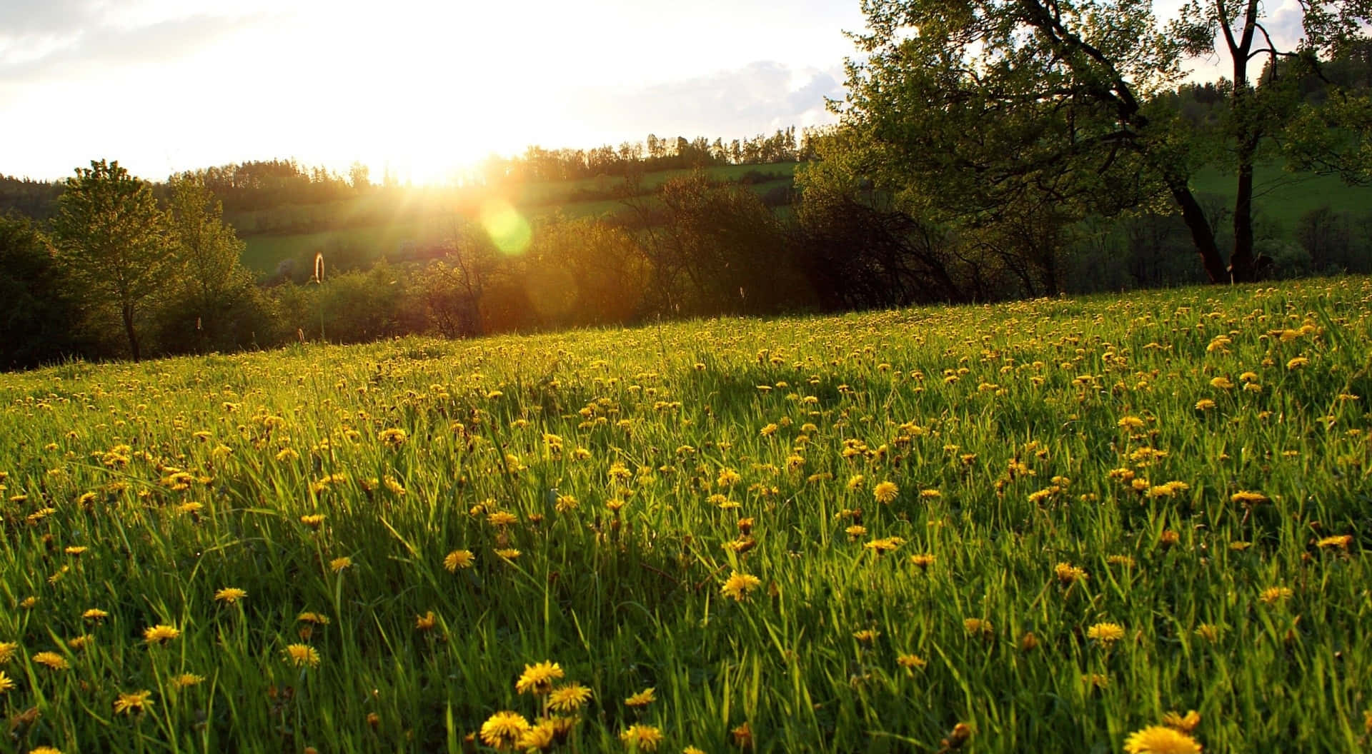 Sunset Field Cute Spring Desktop Background